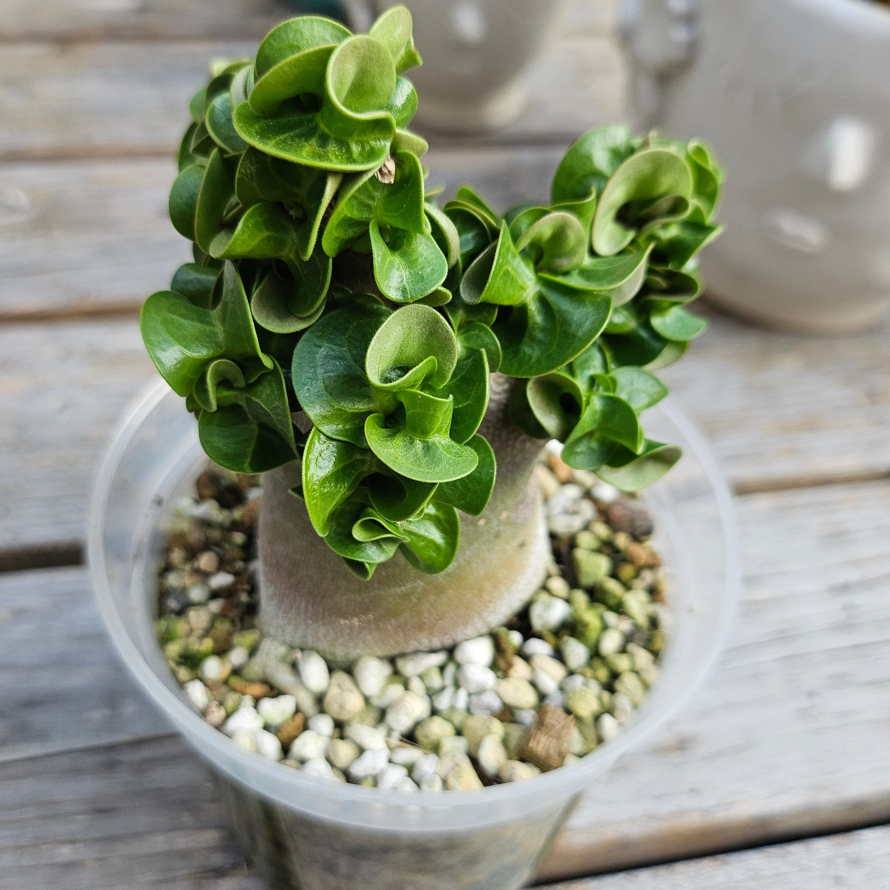 ③《 Adenium Arabicum D.H.A》アデニウム アラビカム 獅子葉 ③《 Adenium Arabicum D.H.A》アデニウム アラビカム 獅子葉