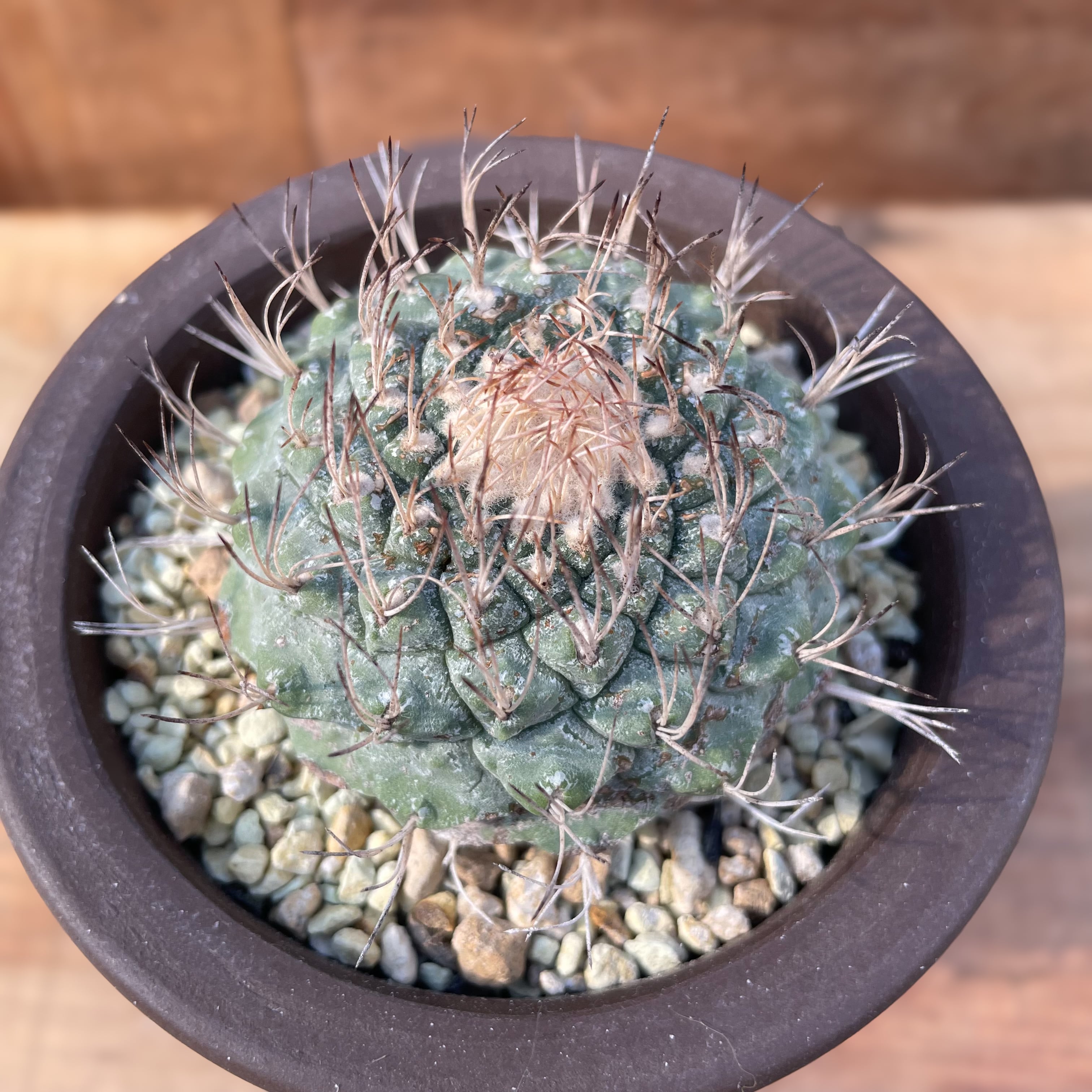 サボテン 菊水5苗 実生