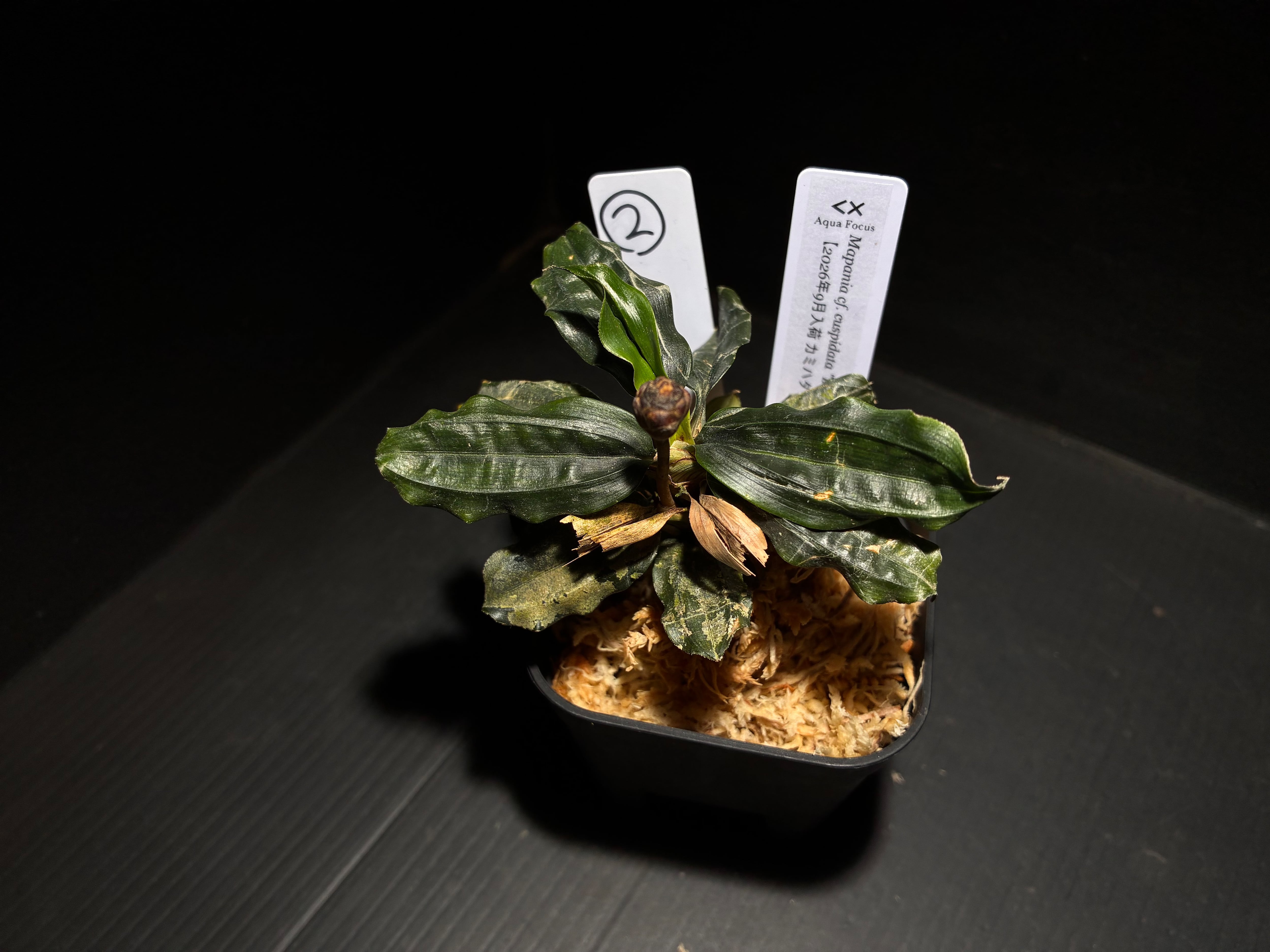 Araseae sp. Kapuas Hulu マハカム川上流域 1 水草・観葉植物 | AquaFocus