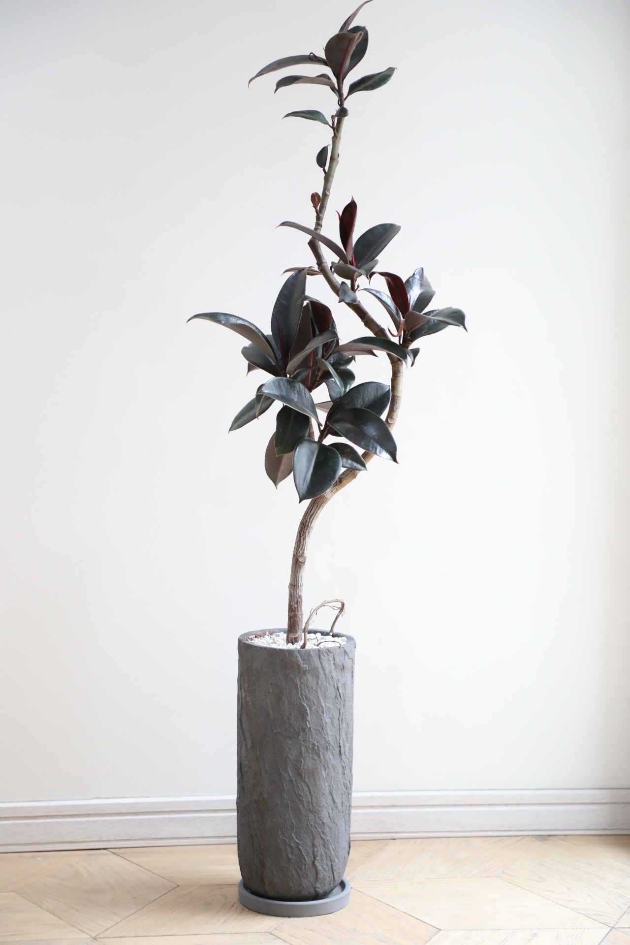 【L】フィカス バーガンディー/Ficus