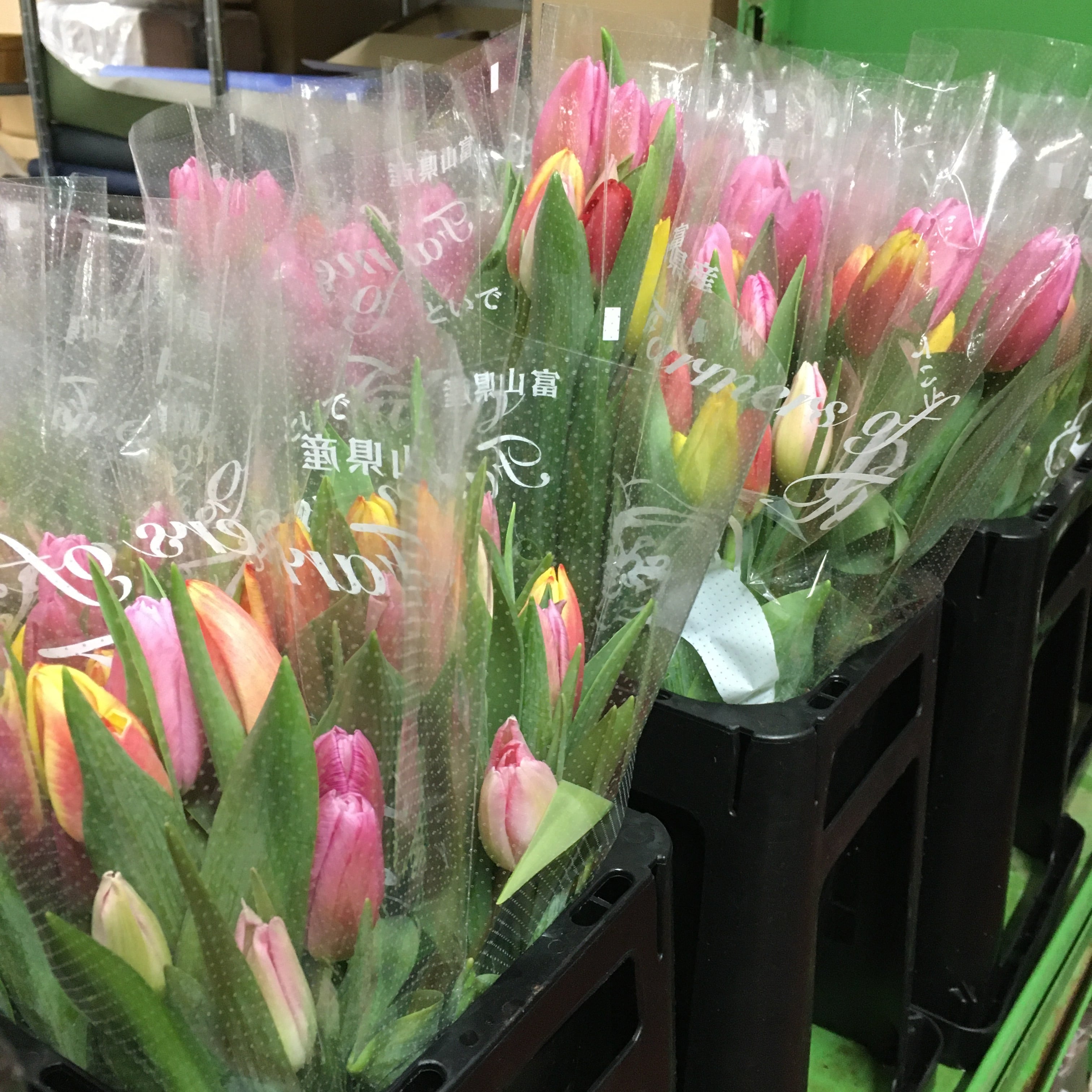 ワケあり チューリップ 30本〈富山県産〉☆規格外ですが、新鮮です