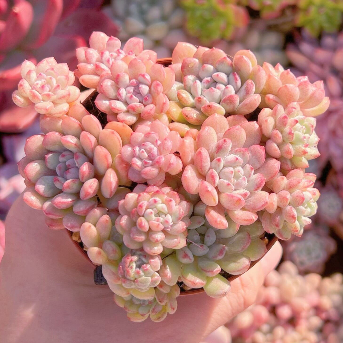 現品　萌豆#1115　るる農園