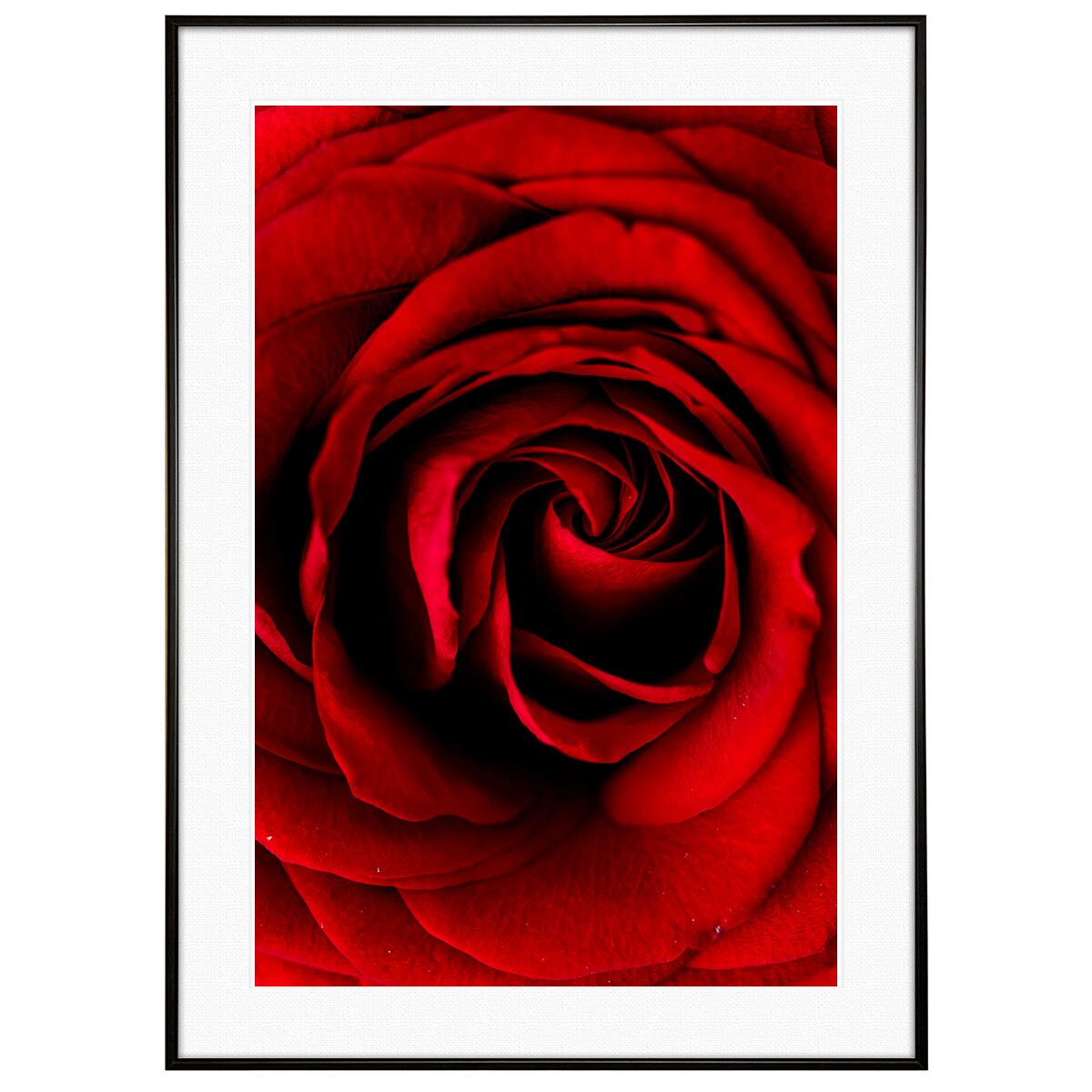 花写真 赤い薔薇 インテリア アートフォトポスター額装 AS4392