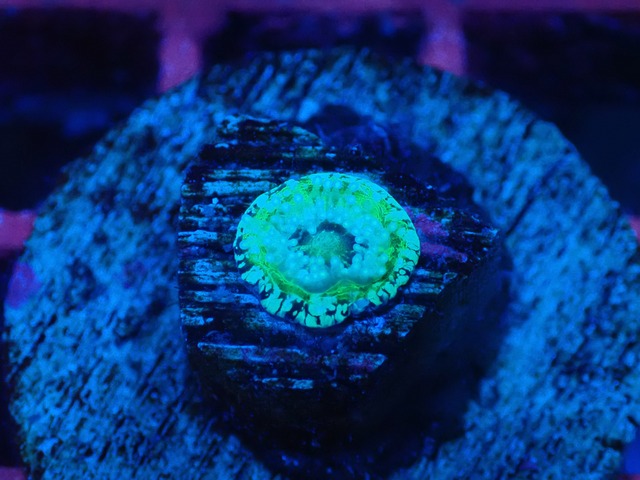 Scolymia Baby "Unique" 10