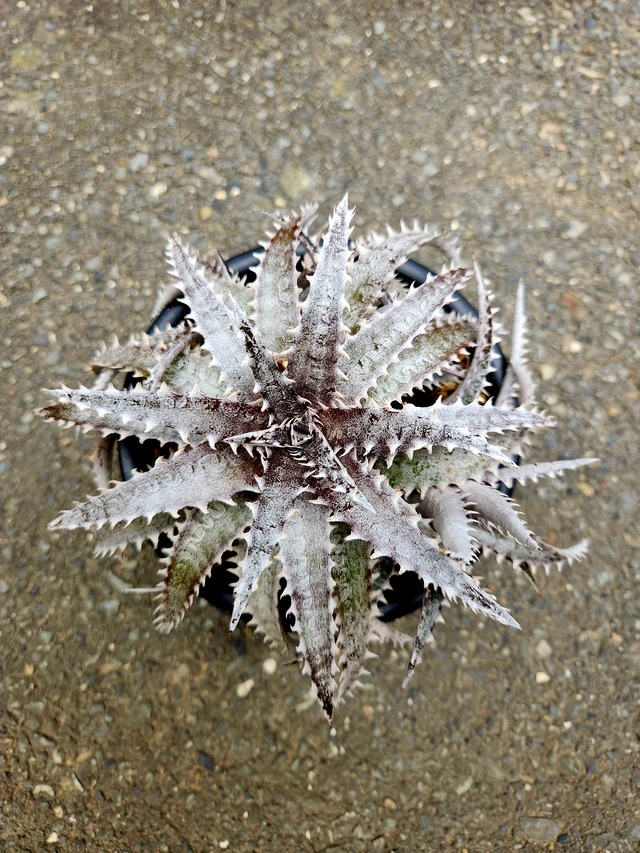 ディッキア・ブラックアイス dyckia  black ice