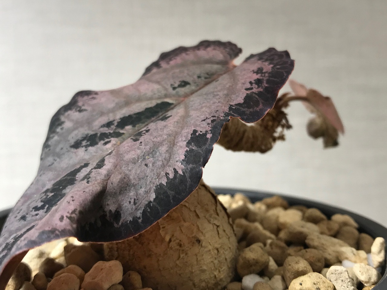 ユーフォルビア ラバティ レッドリーフ