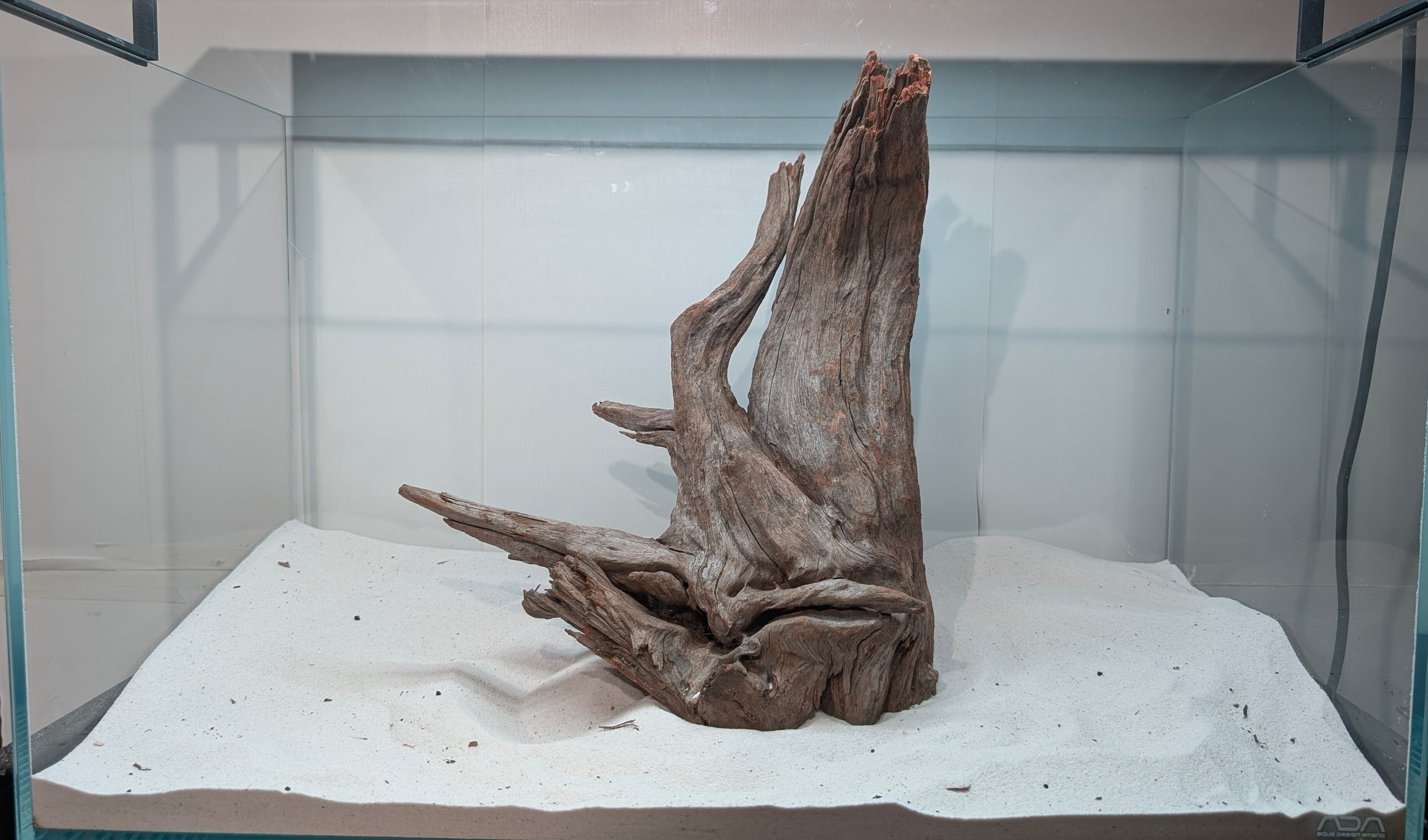 ブラックホーンウッド【BHW164】 流木 アクアリウム 水槽 熱帯魚