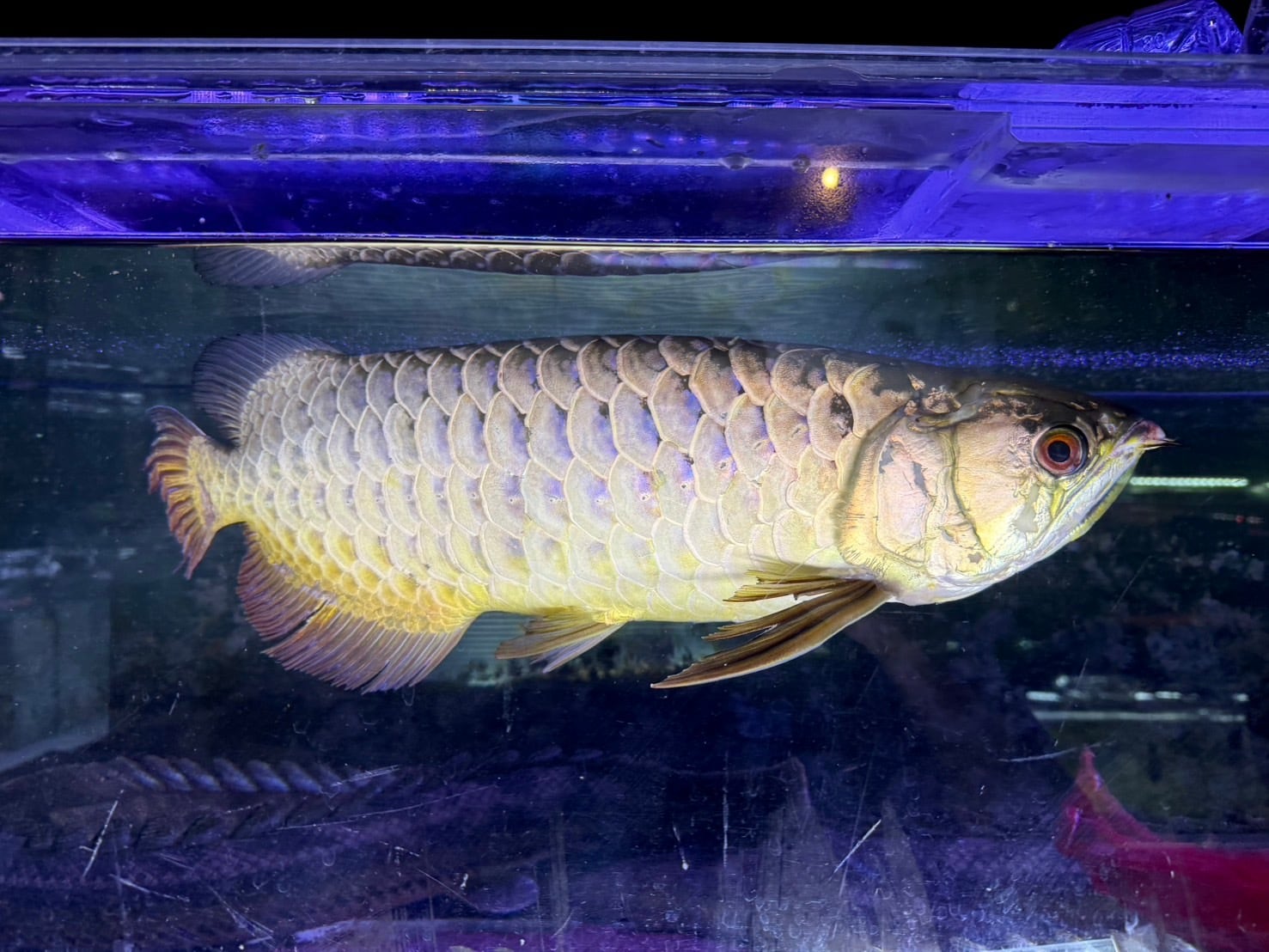 3⁄16 引き取り限定！カラプロ30㎝前後 入荷魚紹介 - 静岡市の熱帯魚