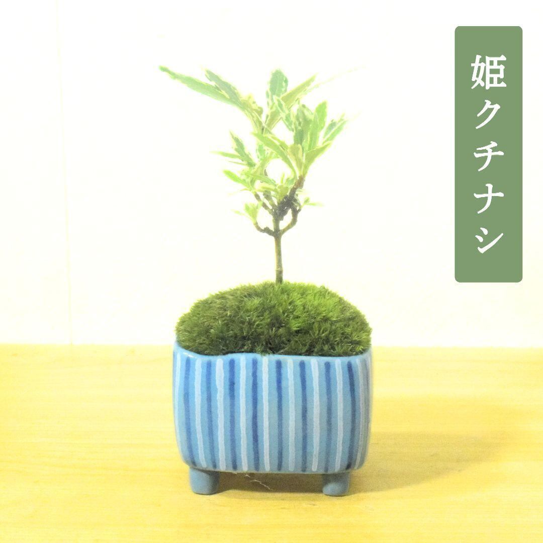 POTOCO ガジュマル 個性的 観葉植物 陶器鉢 盆栽 豆盆栽