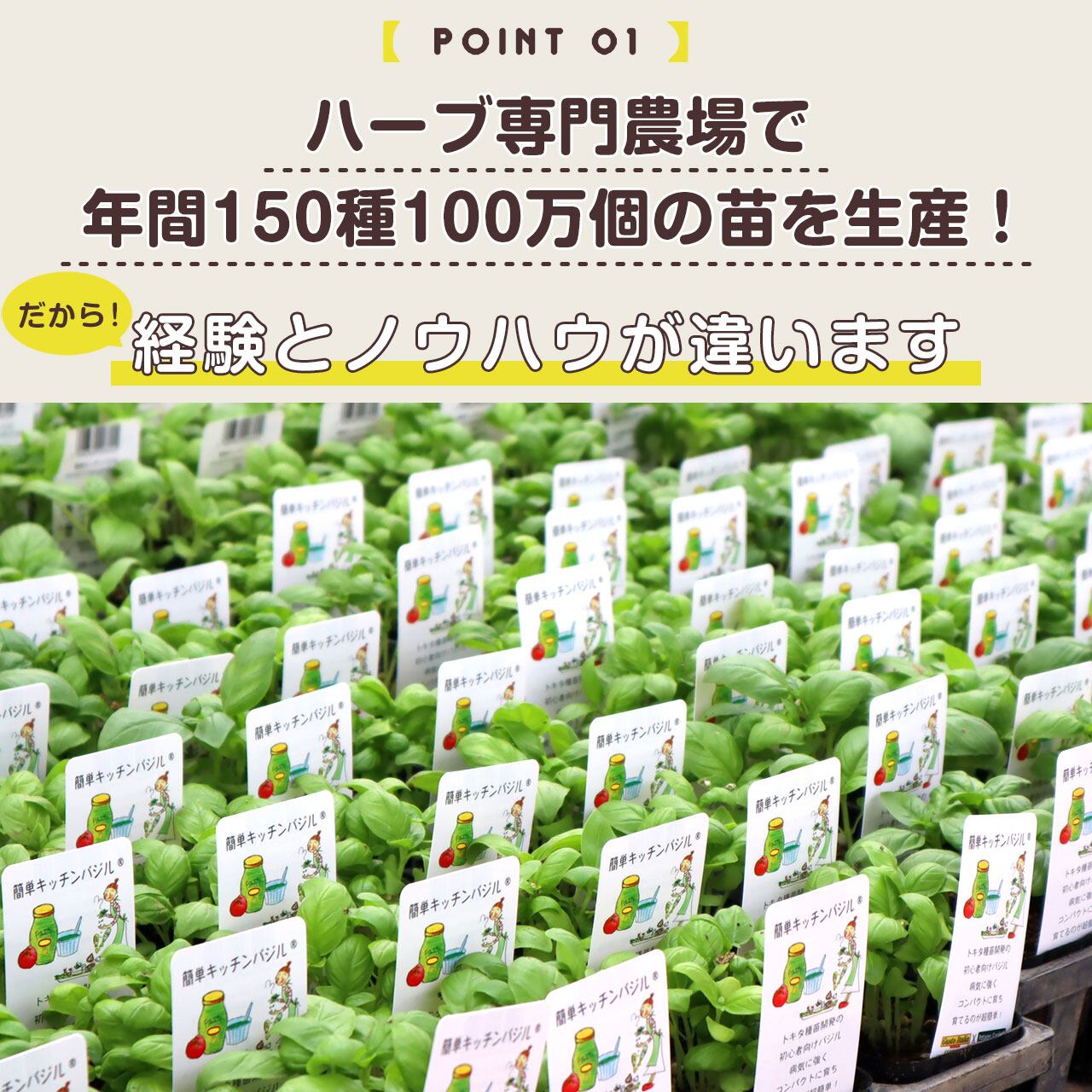 ハーブ 苗 セット 5個 | ハーブ苗のポタジェガーデン 本店