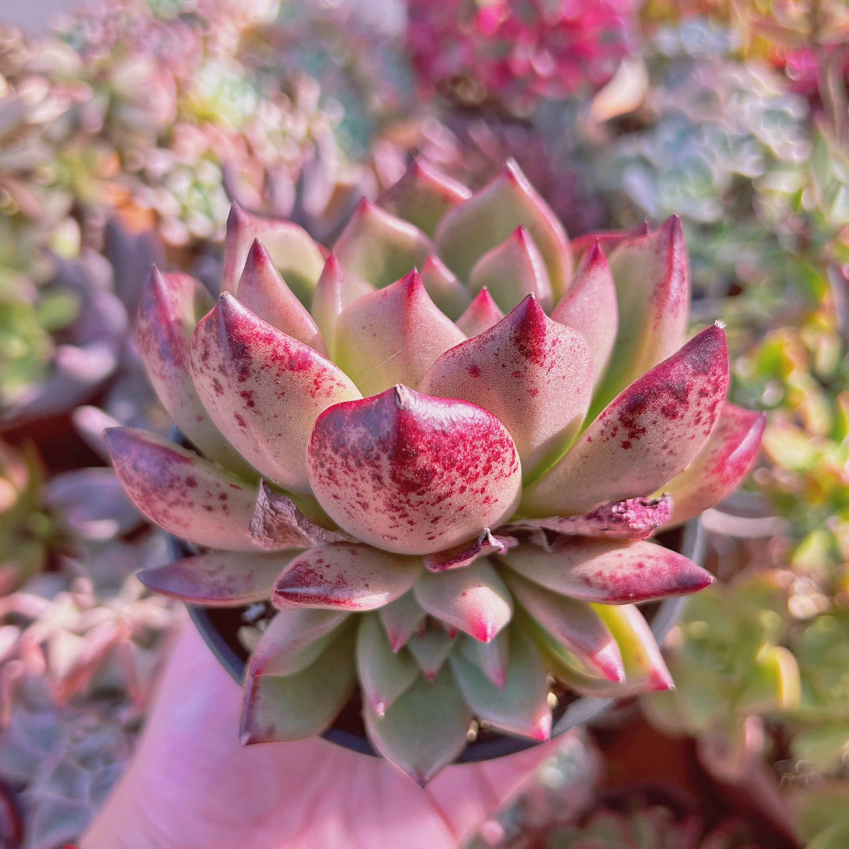 現物　多肉植物　Echeveria  ロメオxマリ　特大　群生
