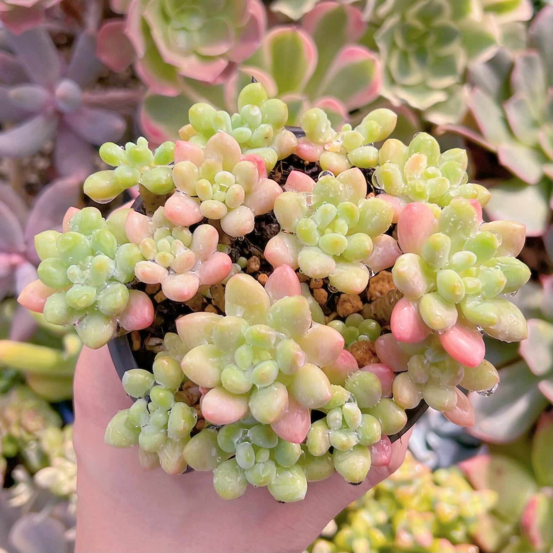 現物　ロココ#228古株   るる農園