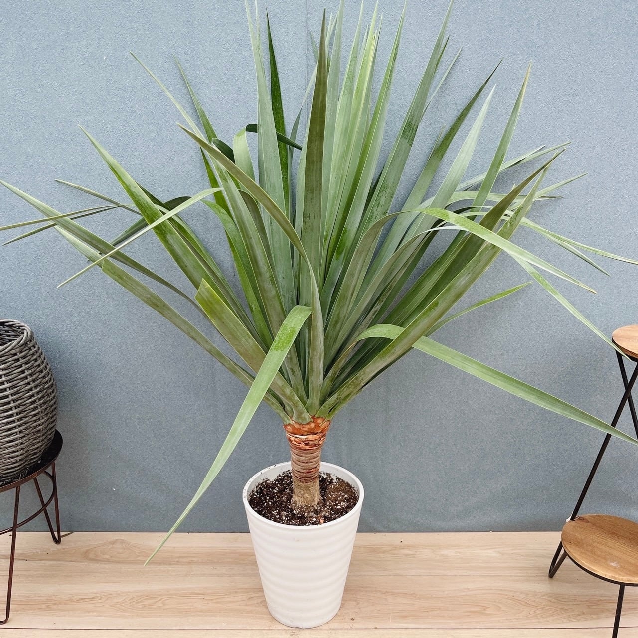 現品］ツピタンサス 8号 観葉植物 室内 大型 おしゃれ シェフレラ