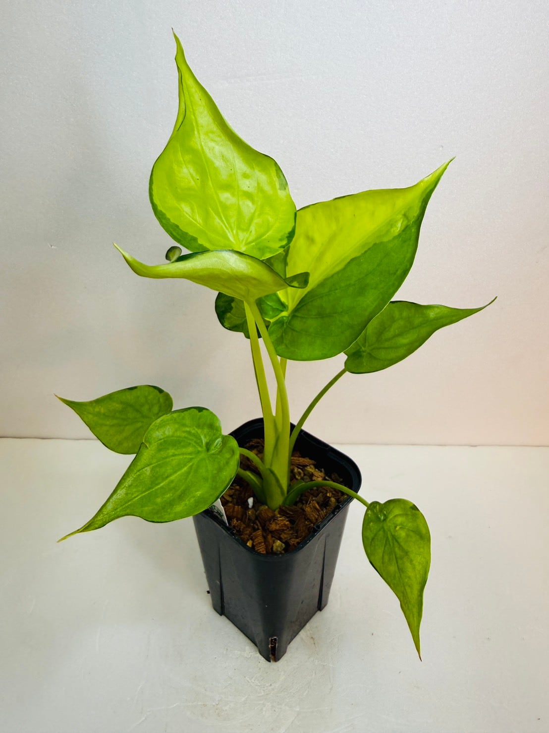 観葉植物と雑貨のお店 VIVAGREEN