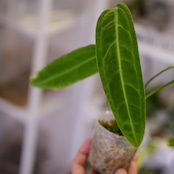 アンスリウム ワロクアーナム / Anthurium Warocqueanum㉗ / 観葉植物