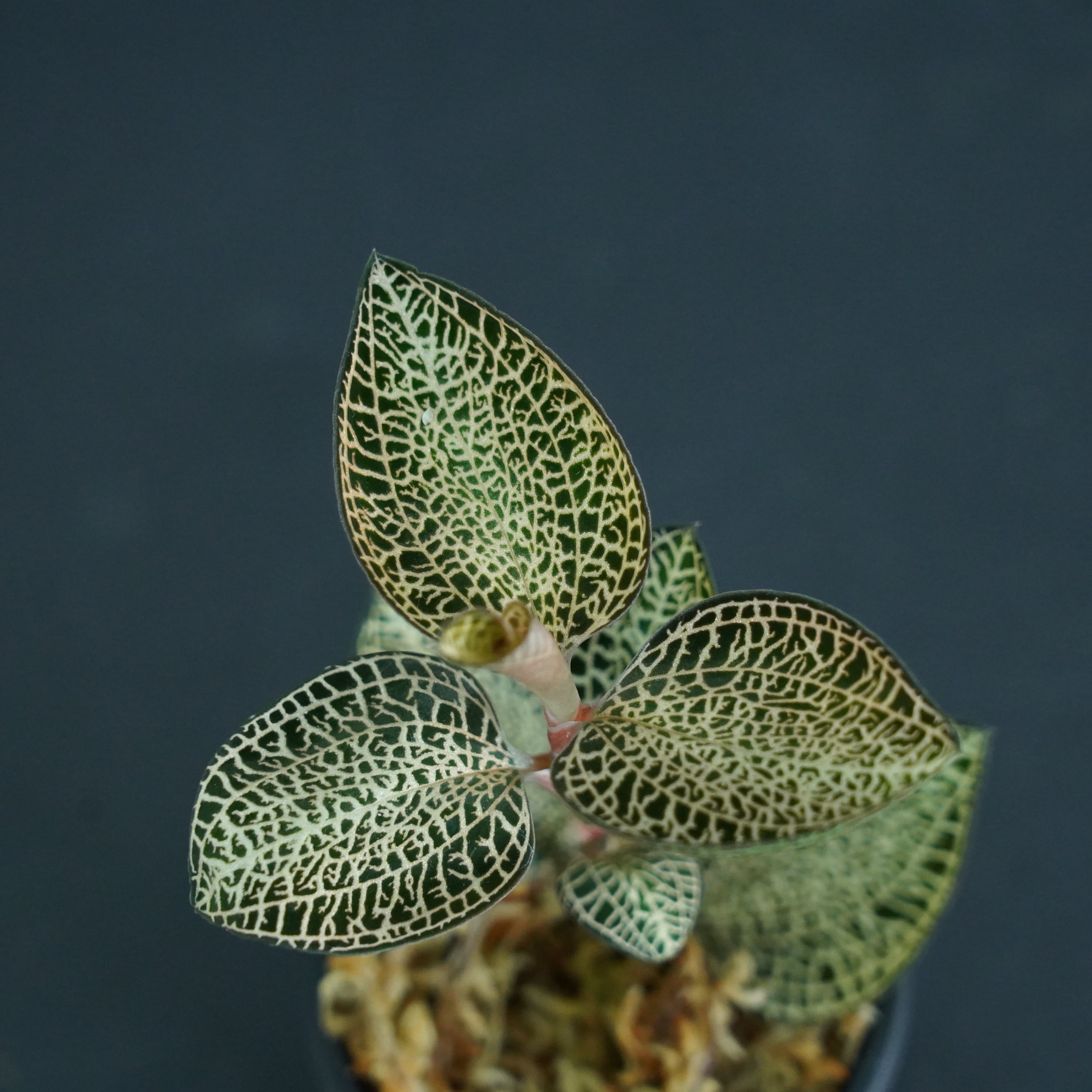 ◆現品◆アネクトキルス ロクスバギー 'Gold Vein Type'【ジュエルオーキッド宝石蘭/石崎バイオ】#576