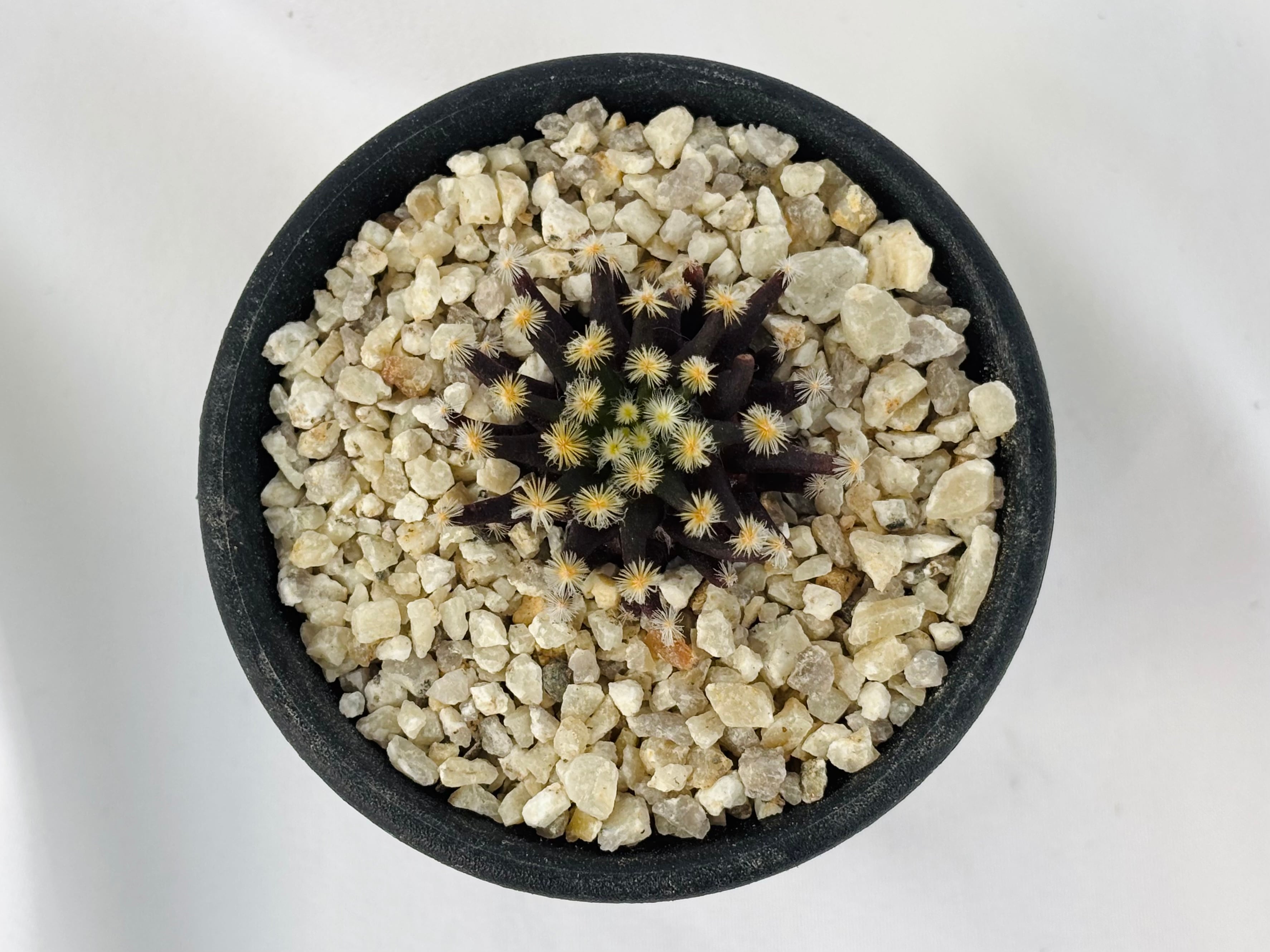 Mammillaria schiedeana マミラリア 黒肌明星 サボテン | plants MARU