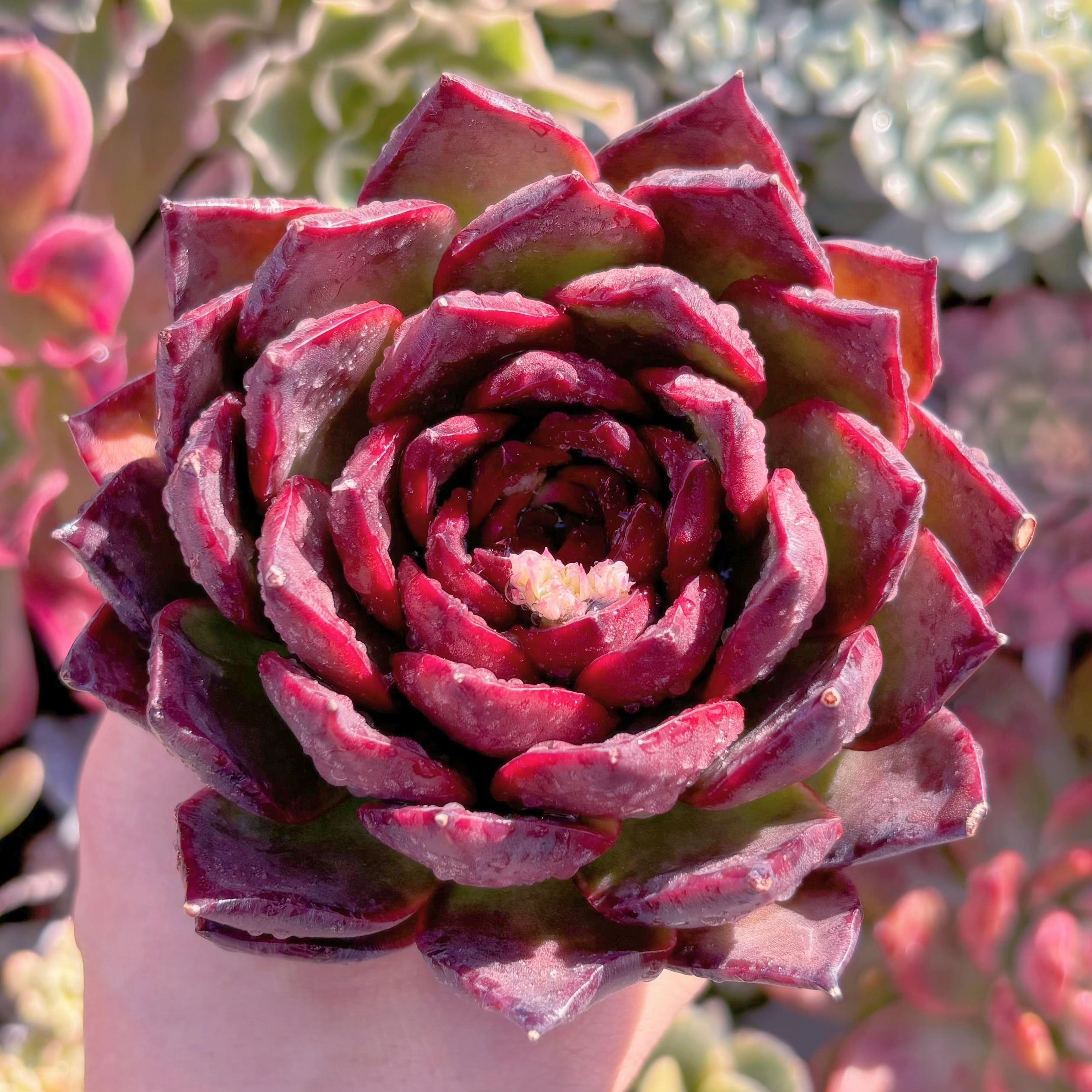 多肉植物　ロイヤルピック　新入荷　るる農園