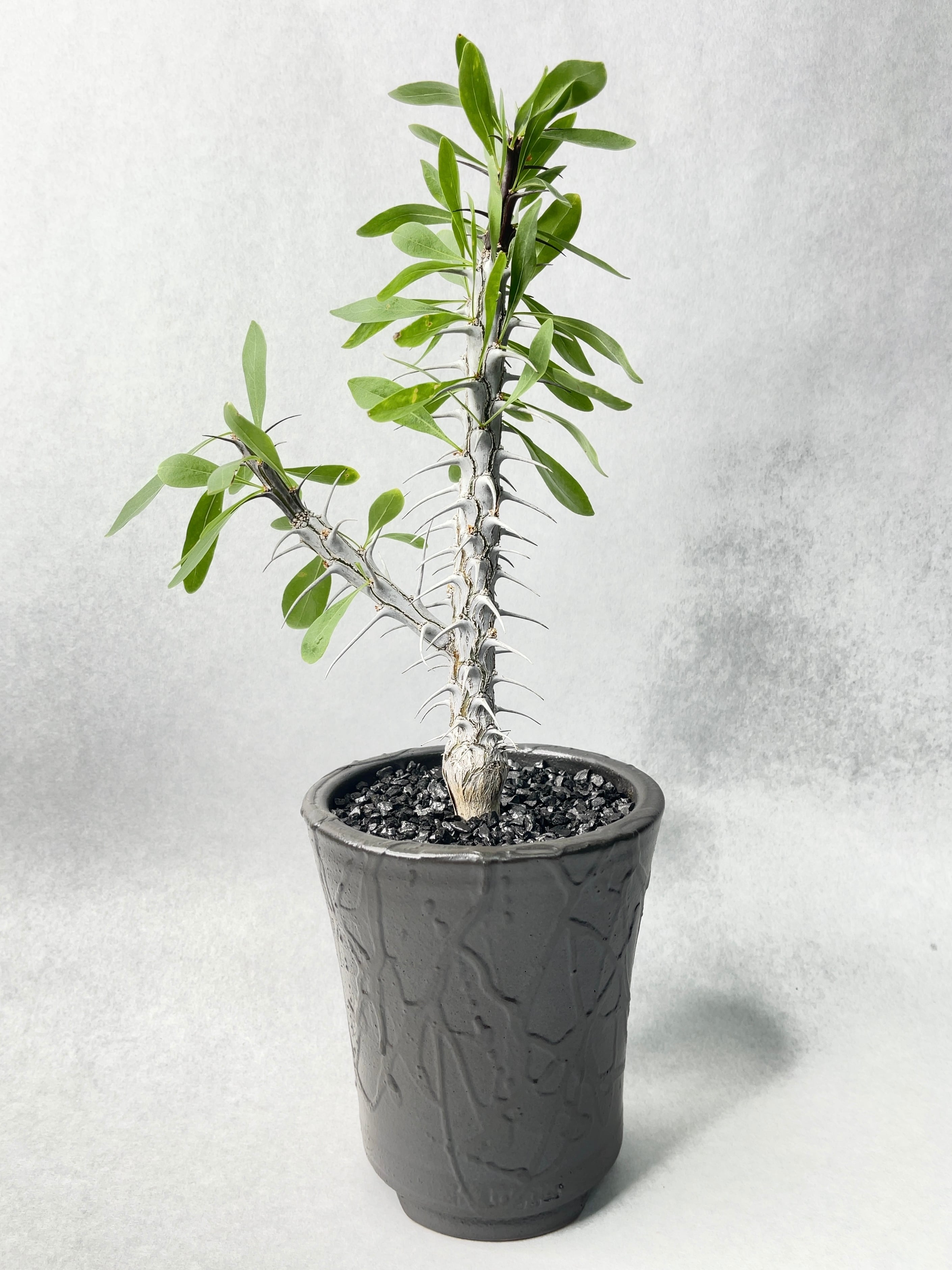 フォークイエリア・スプレンデンス | trigger