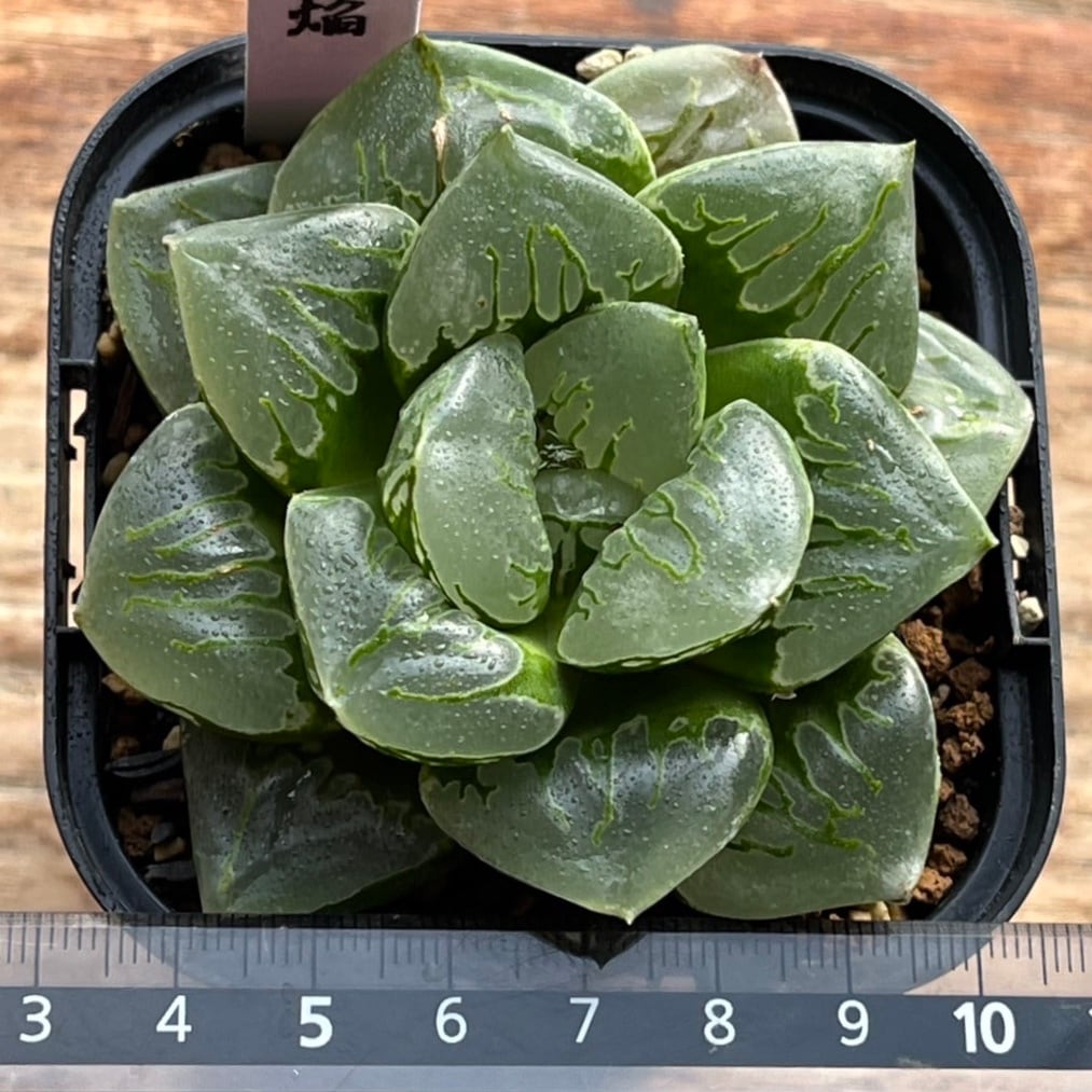 ハオルチア 緑焔 | mocono_plants