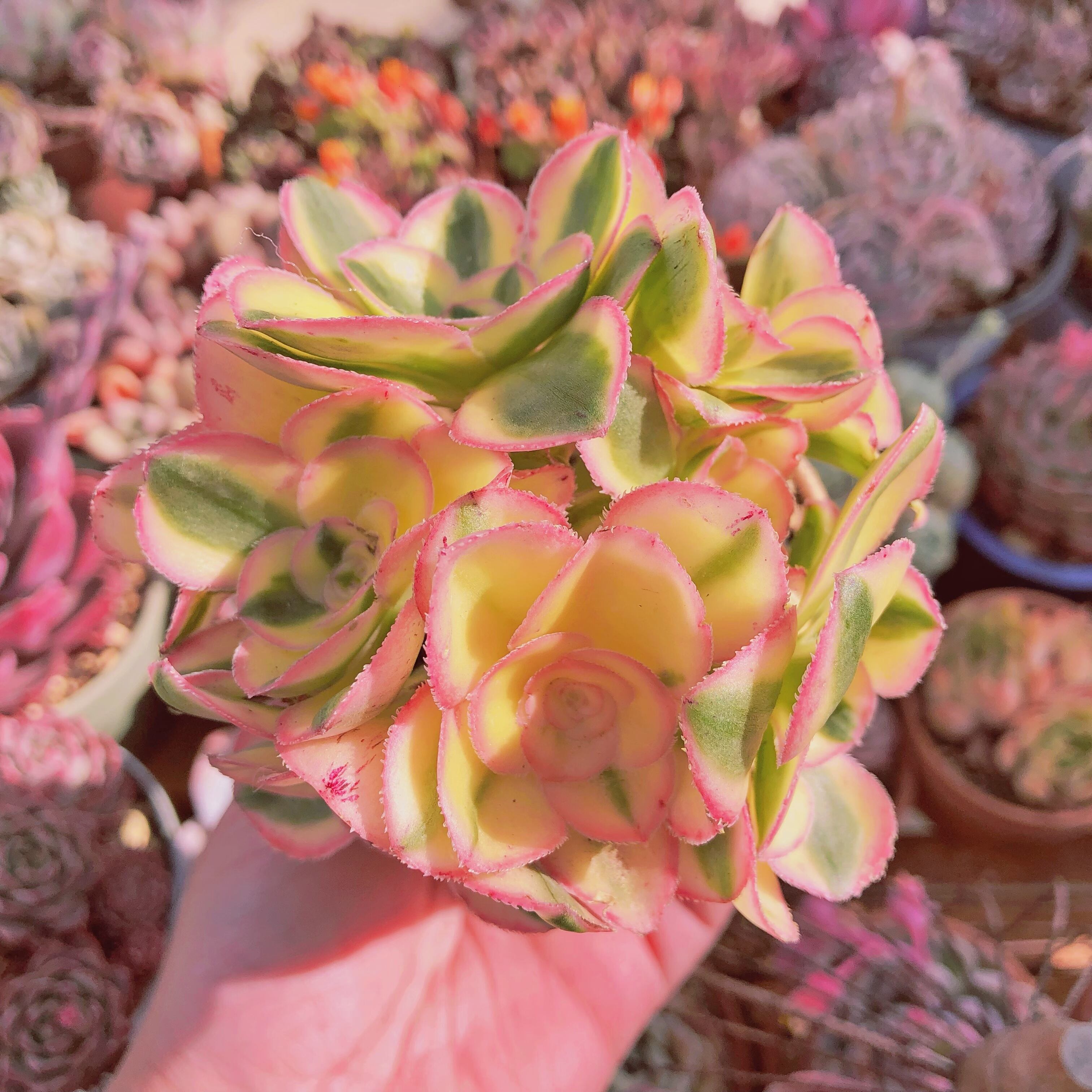 多肉植物　アップルティー　7頭以上　大群生