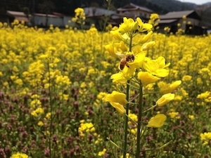 自家農園採取　非加熱・生はちみつ「ハチだけの仕事」100g　　〜　le fleuveのお菓子に使っている蜂蜜です　〜　