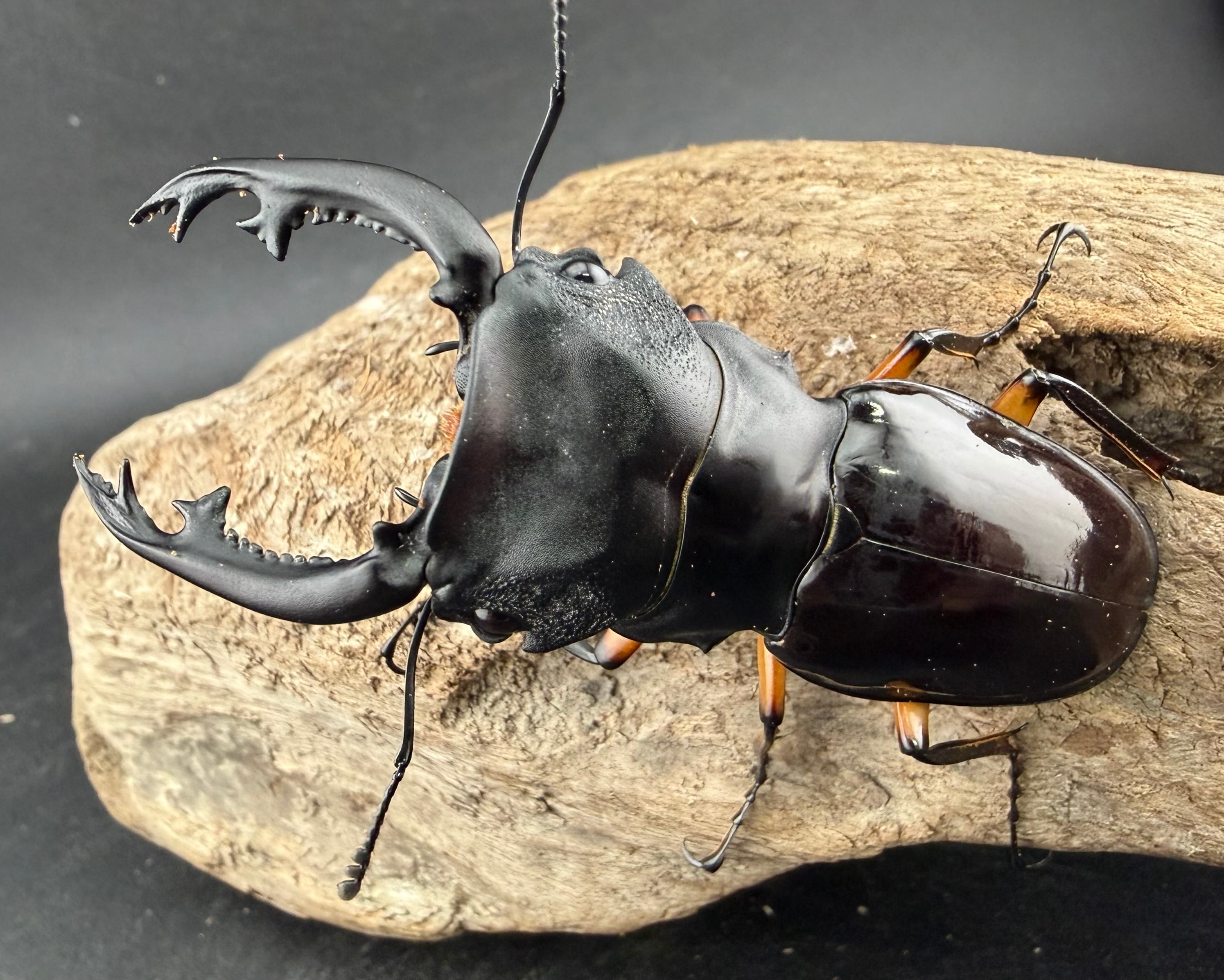 ティーインペリアル2本 未使用】インペリアルポーセリン ティーカップソーサー 鶏 - メルカリ