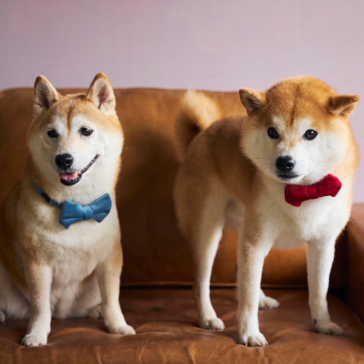 BOW TIE ボウタイ | MANDARINE BROTHERS マンダリンブラザーズ公式BASE