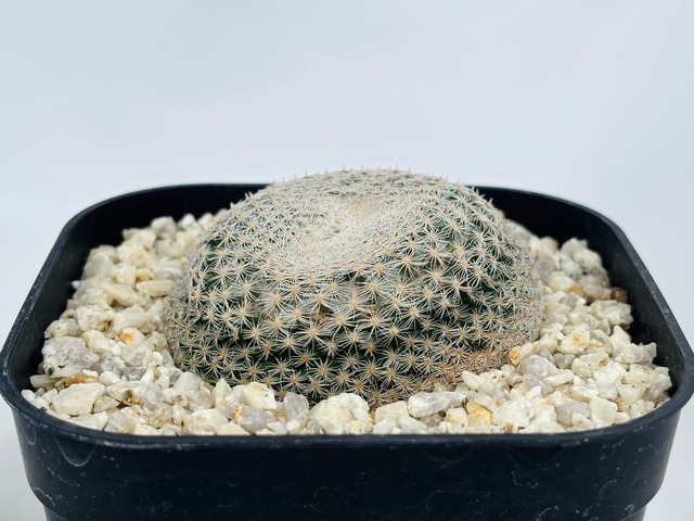 Mammillaria lentha　マミラリア　白絹丸　サボテン
