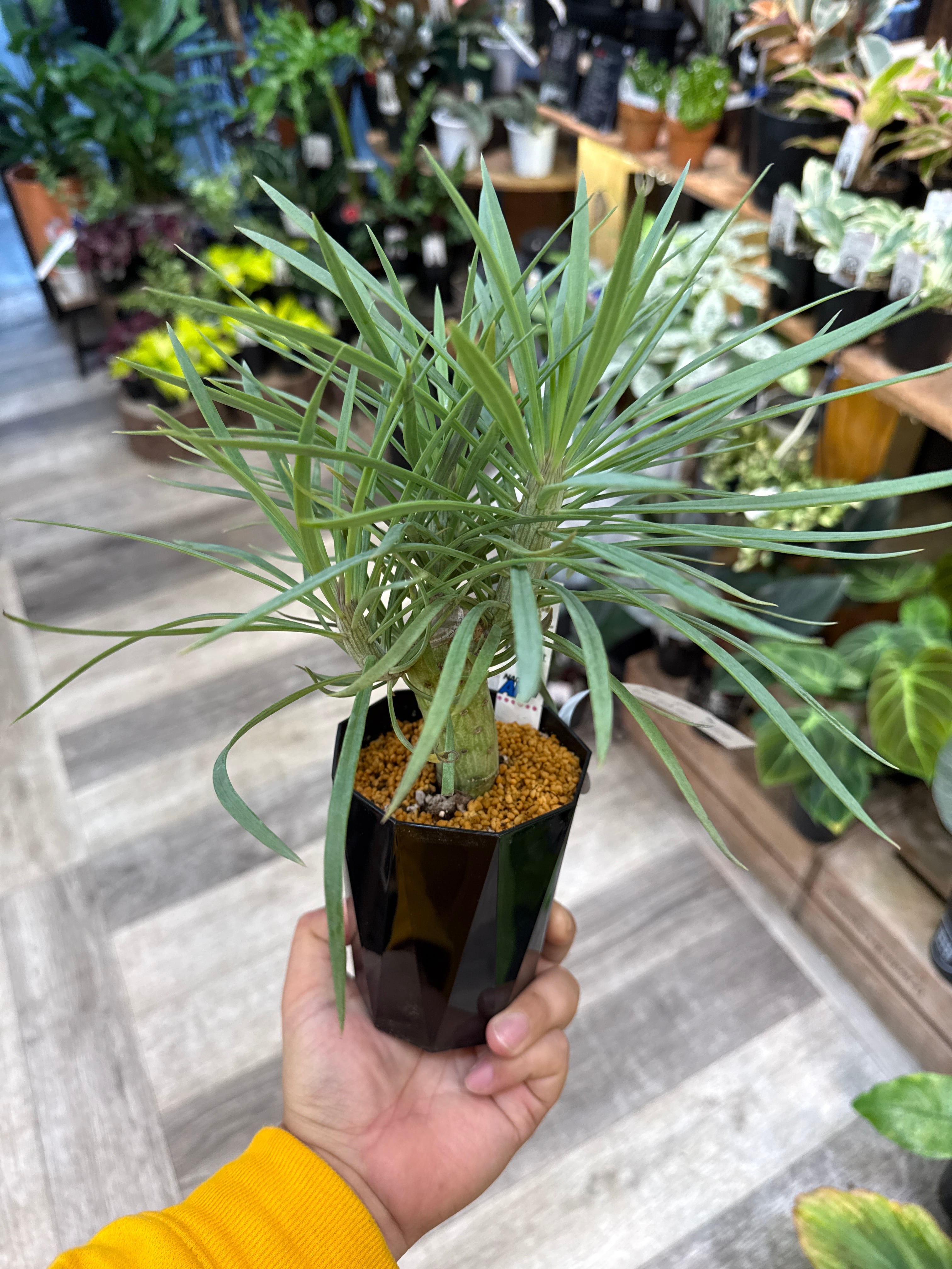 植物　予約専用ページ 寄せ植え講習会参加者募集中！[緑と花の百科展] | アトリエnana 多肉