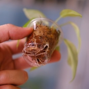 Philodendron Radiatum x Florida Beauty x Mayoi / フィロデンドロン