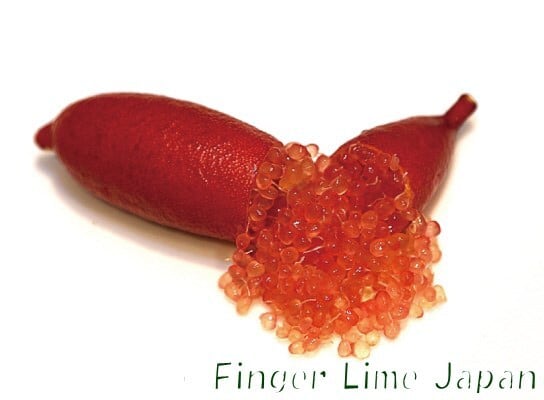 フィンガーライム LITTLE BEAUTY リトルビューティ 1年生15㎝ポット【品種確定済み】【結実確認】【希少で貴重】