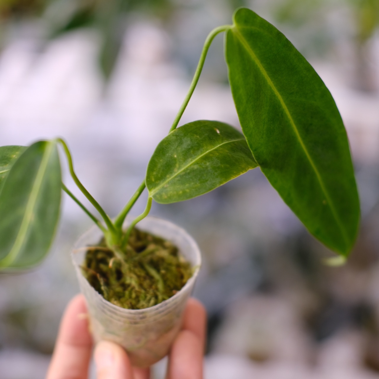 アンスリウム ワロクアーナム / Anthurium Warocqueanum⑱ / 観葉植物<育て方・花言葉>