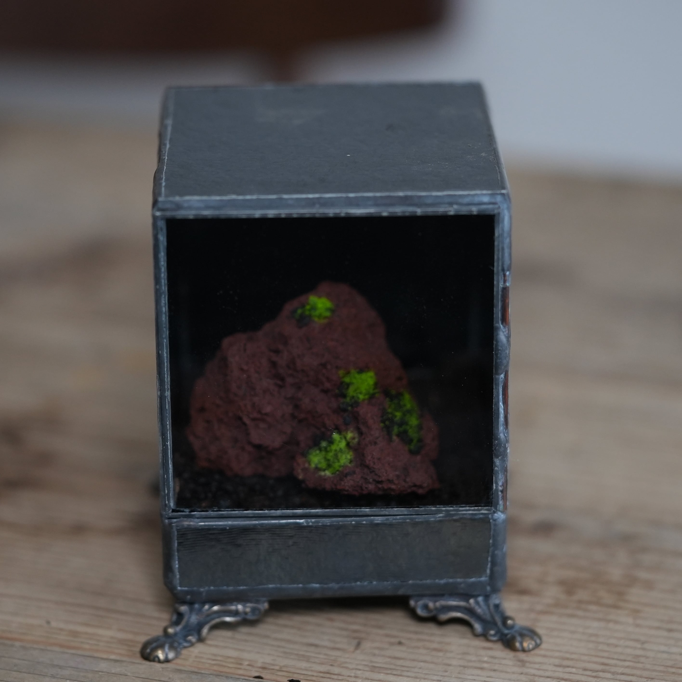 【数量限定】ヒカリゴケのための暗室容器とヒカリゴケ着生石 #D