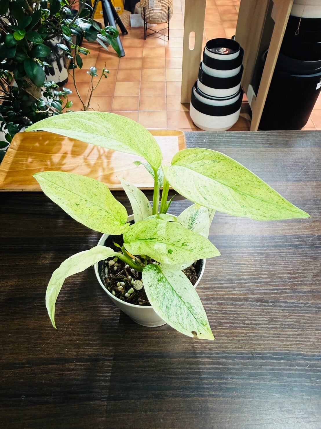 ラニアータ バリエガータ ② フルミント モンステラ 観葉植物