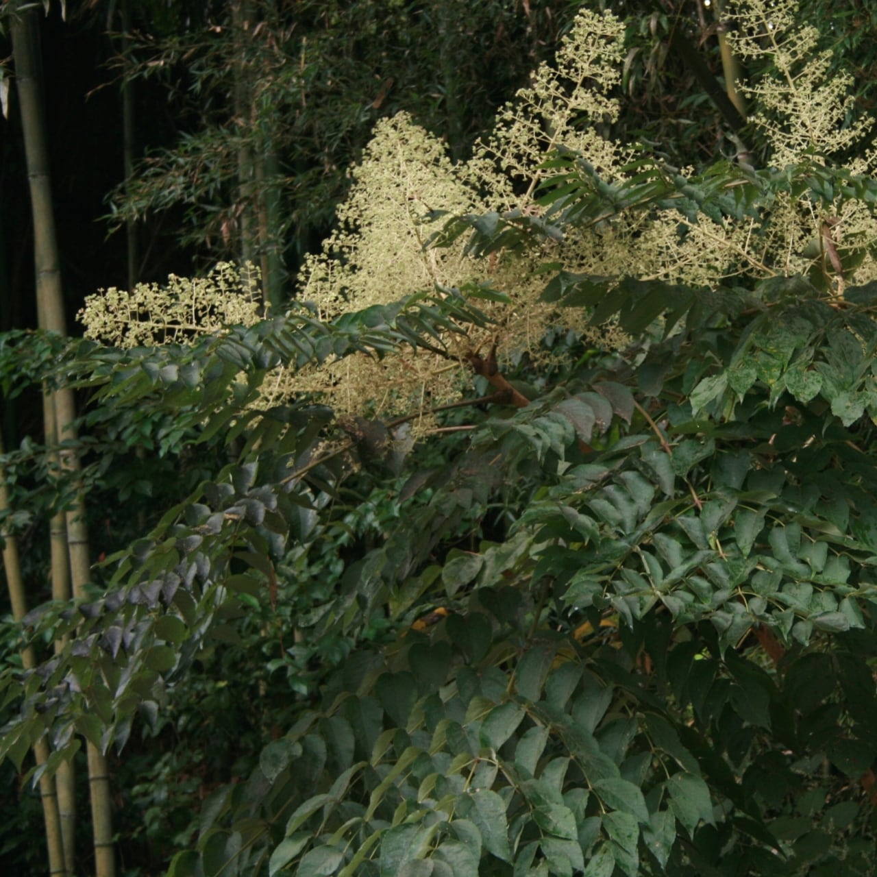 完熟赤山椒 (Red Sansho Pepper from Yamazoe, Nara) | MOUNTAIN HOUSE