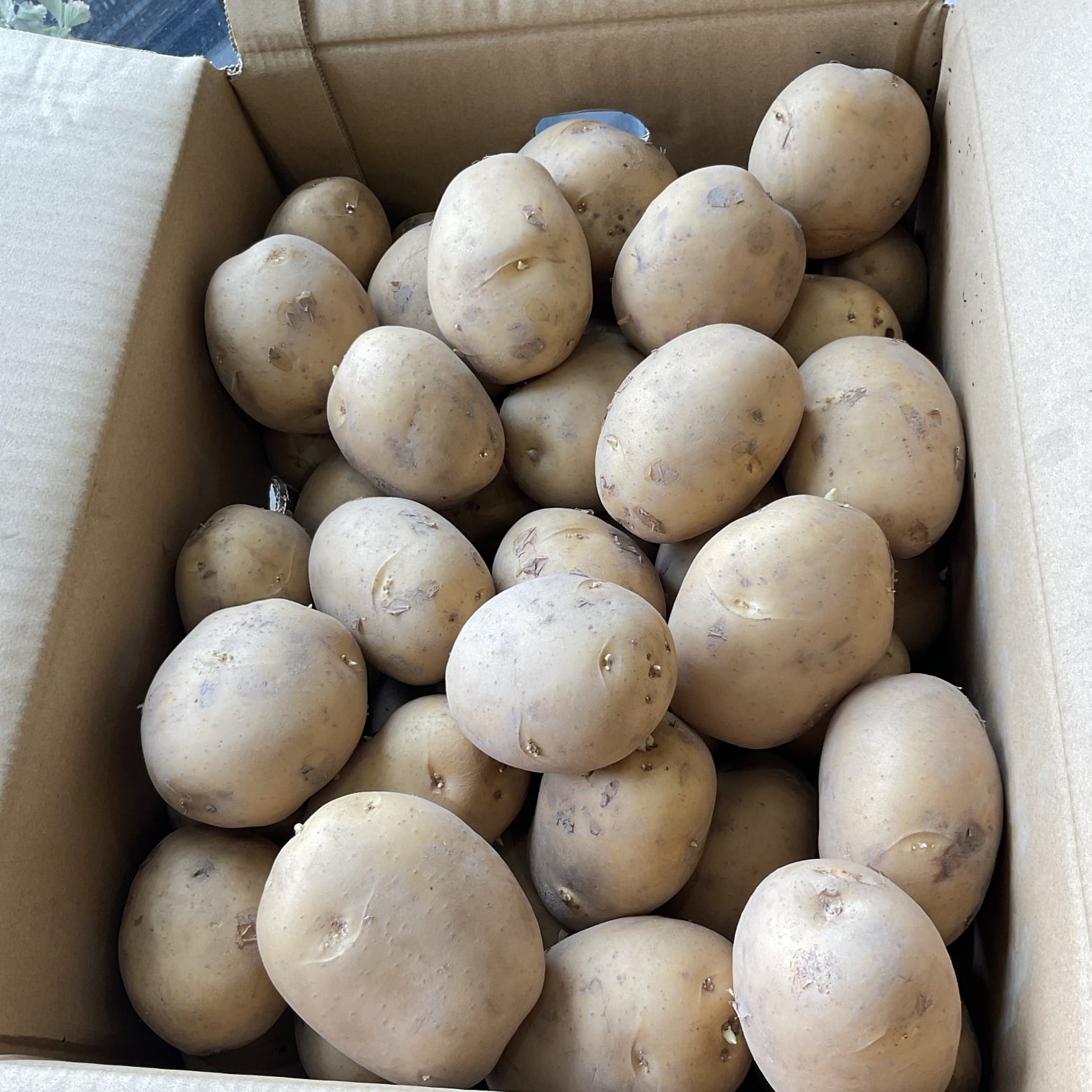 種子用】香川産じゃがいも Lサイズ 1kg〜（量り売り） | 橋本種苗園