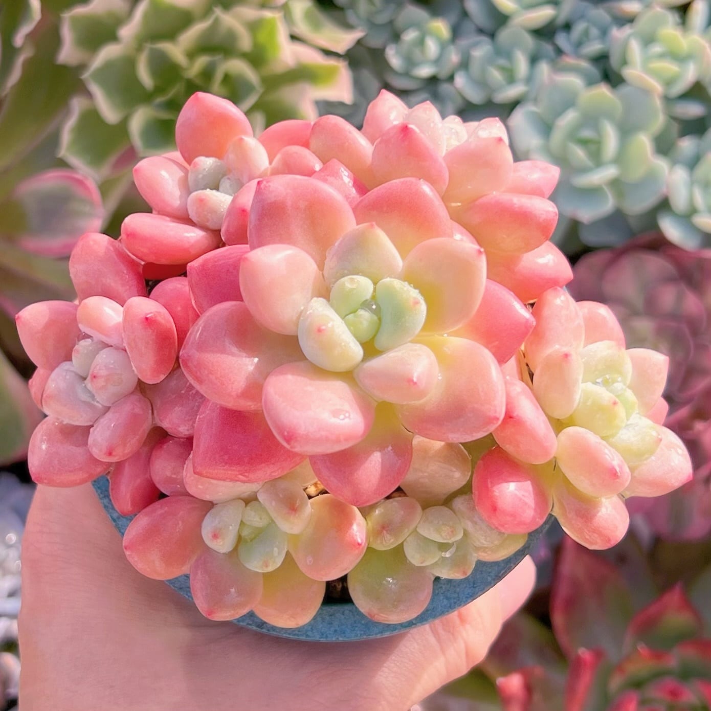 現品　マカロン#2022   るる農園