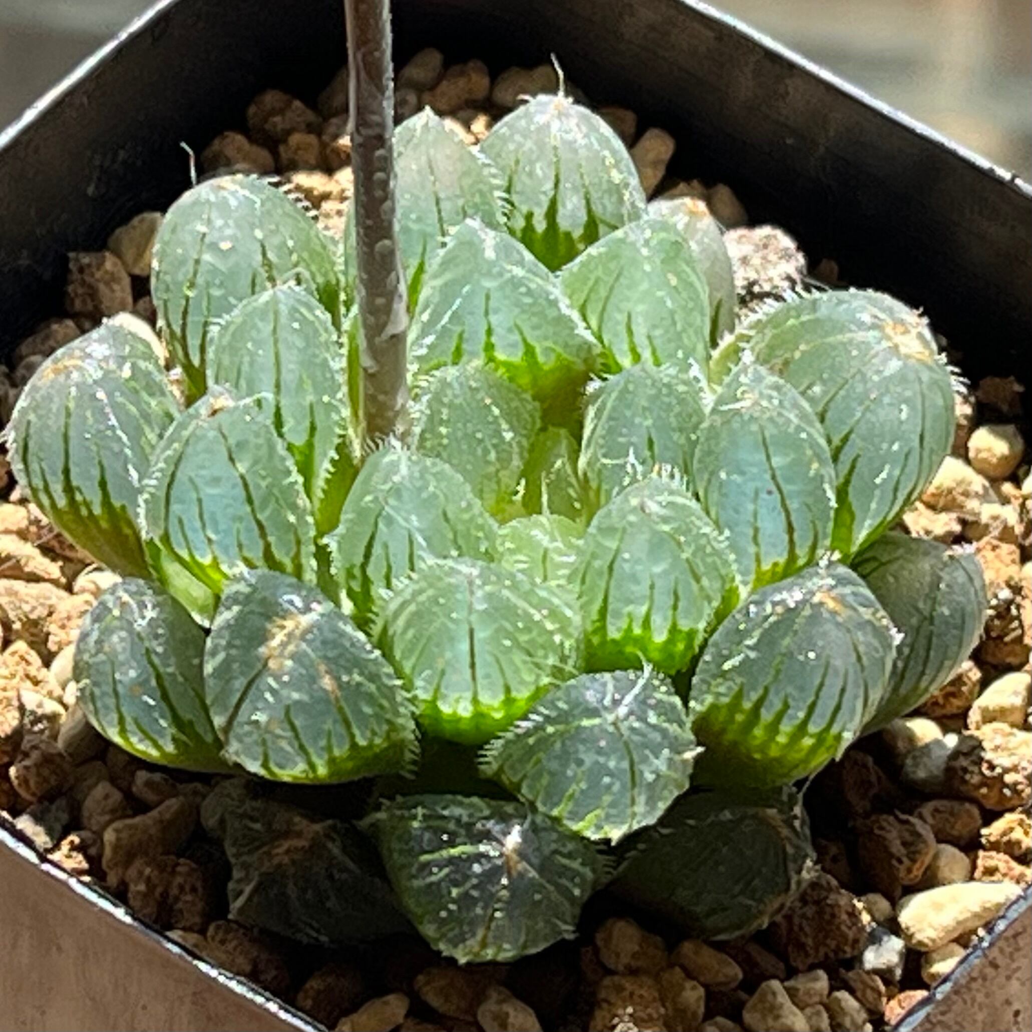 オブツーサ系 | mocono_plants