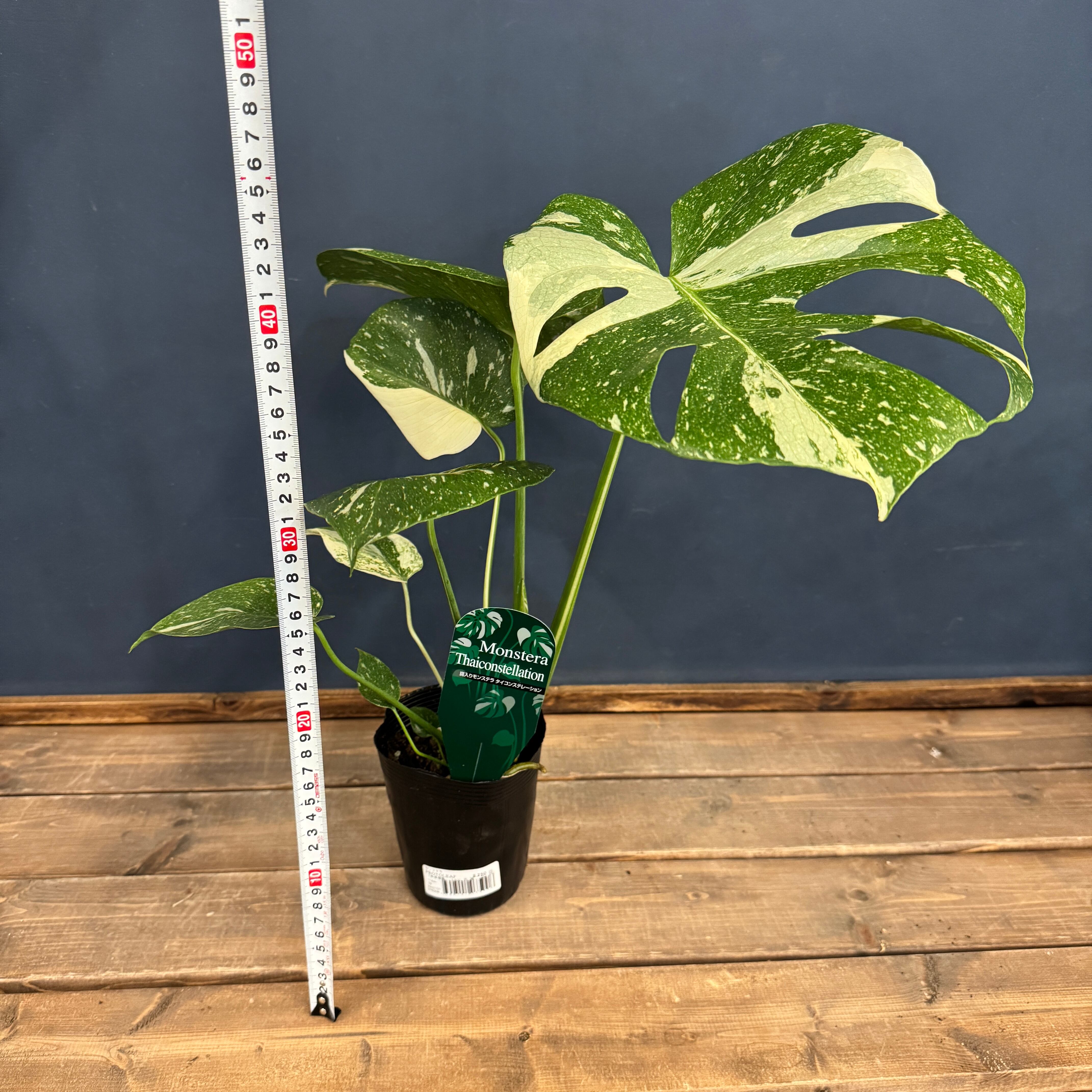 モンステラ タイコンステレーション【374】 | PROTOLEAF プロトリーフ