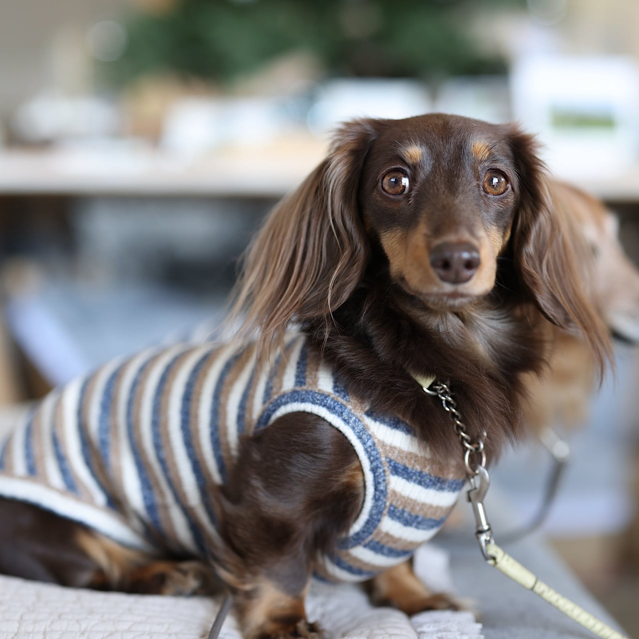 カニンヘンダックスとミニチュアダックス専門のお洋服webショップ