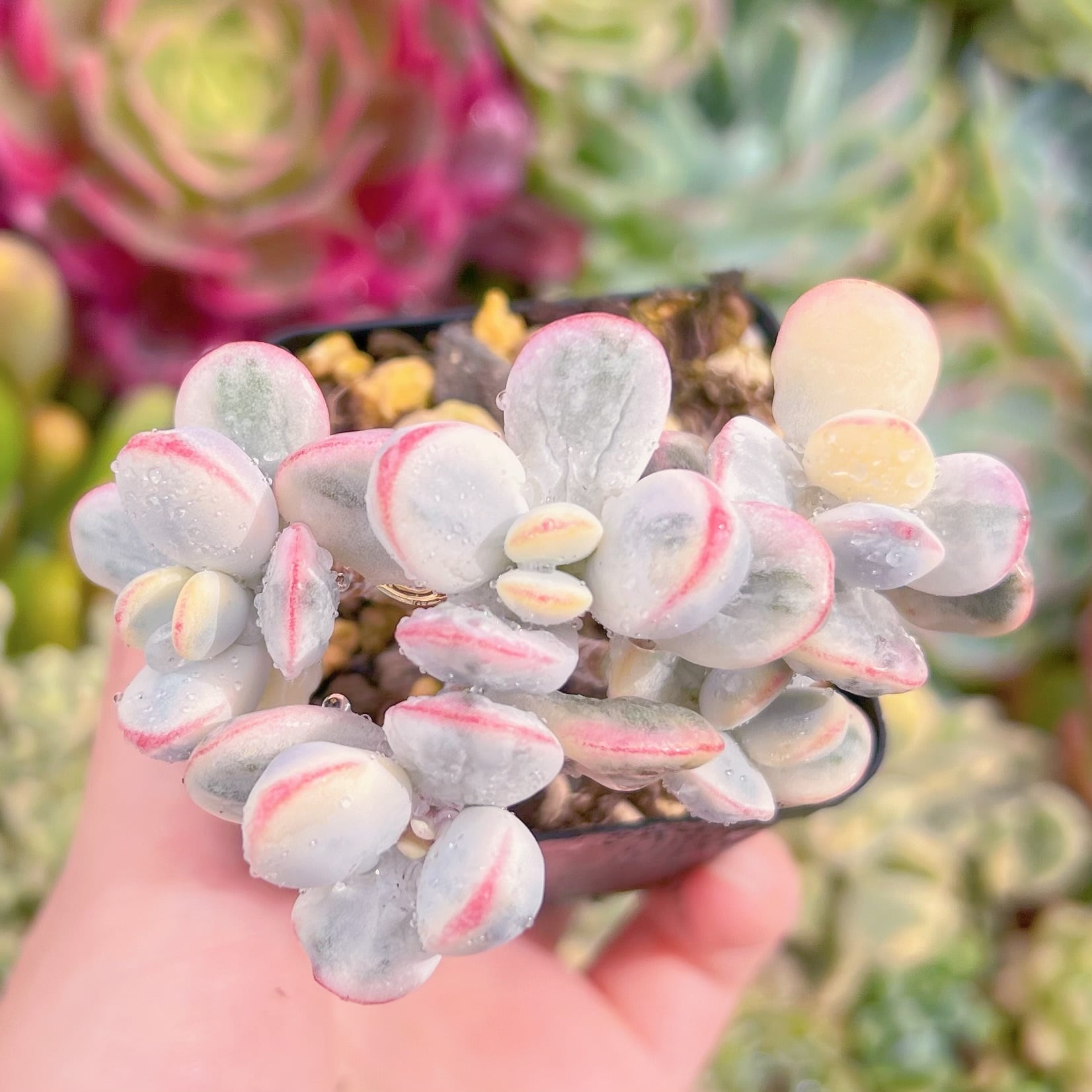 現品　達磨福娘錦#F241　群生　るる農園