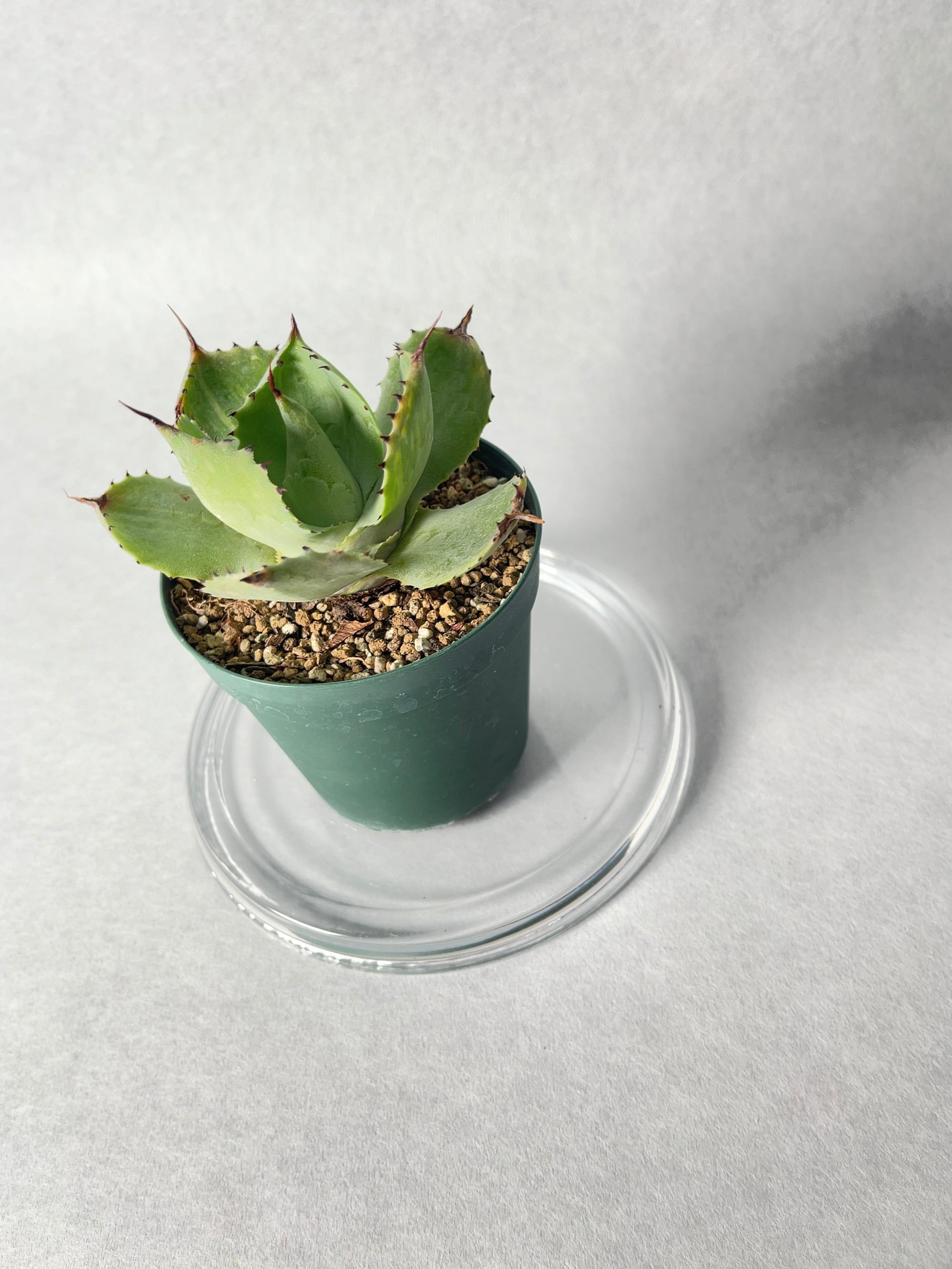 アガベ　赤雷 アガベ 赤雷 希少覆輪斑 ハイブリッド フェロックス ✕ 雷神 - メルカリ