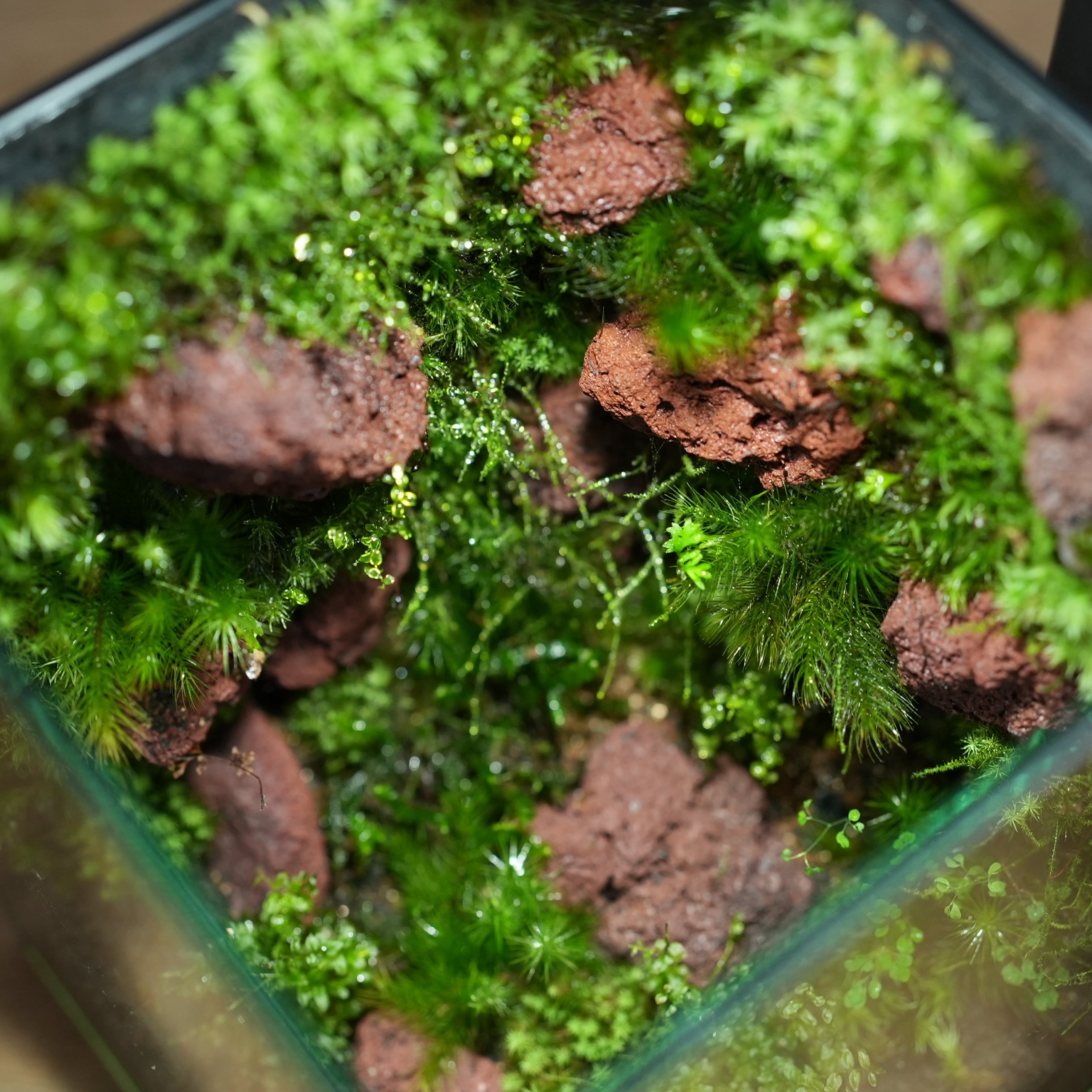 苔の部屋◇限定作品 5.22#4 | 苔テラリウム専門ショップ道草