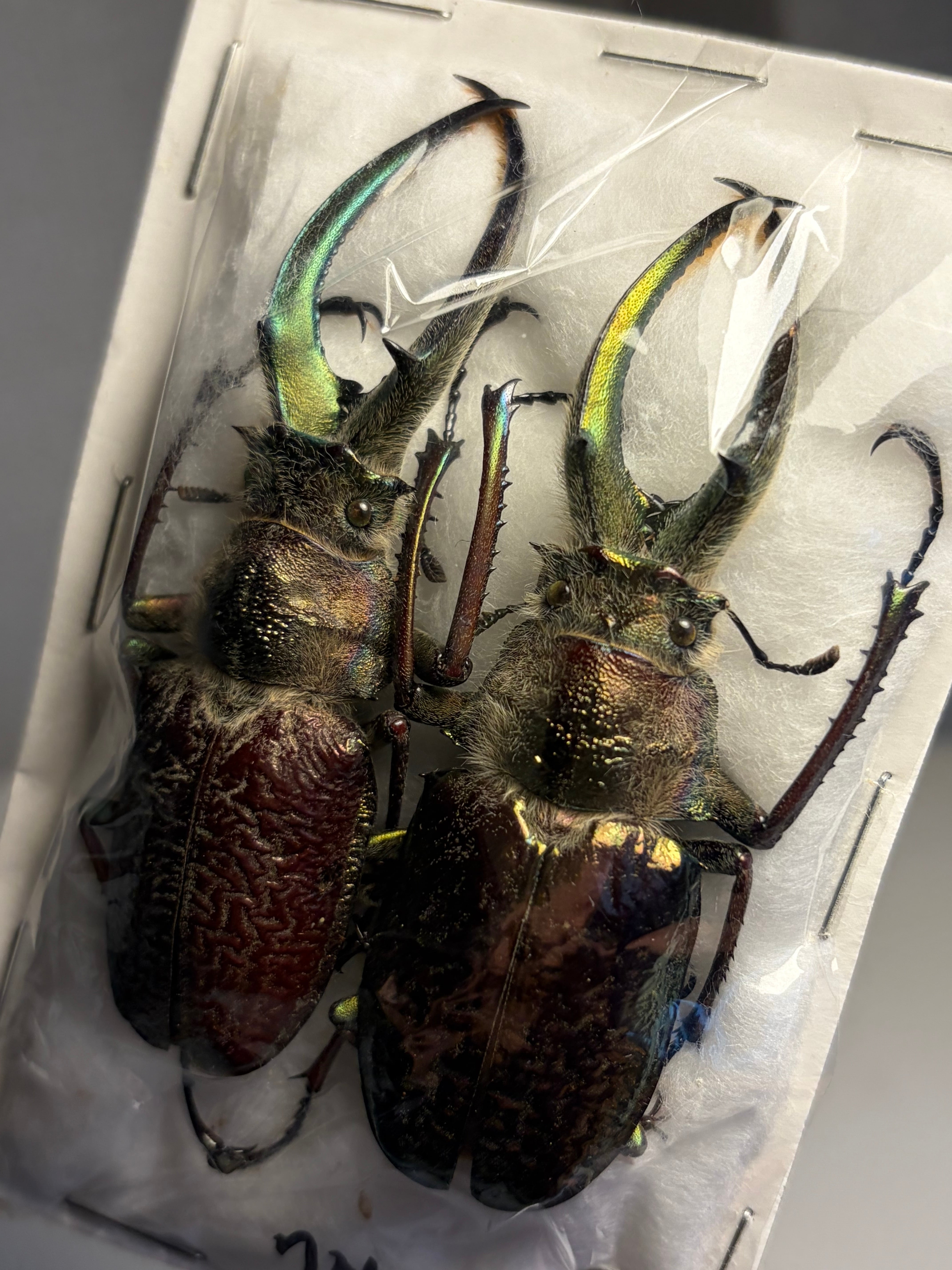 【90mm】タランドゥスオオツヤクワガタ 標本 Mesotopus 90mm】タランドゥスオオツヤクワガタ 標本 Mesotopus tarandus 昆虫