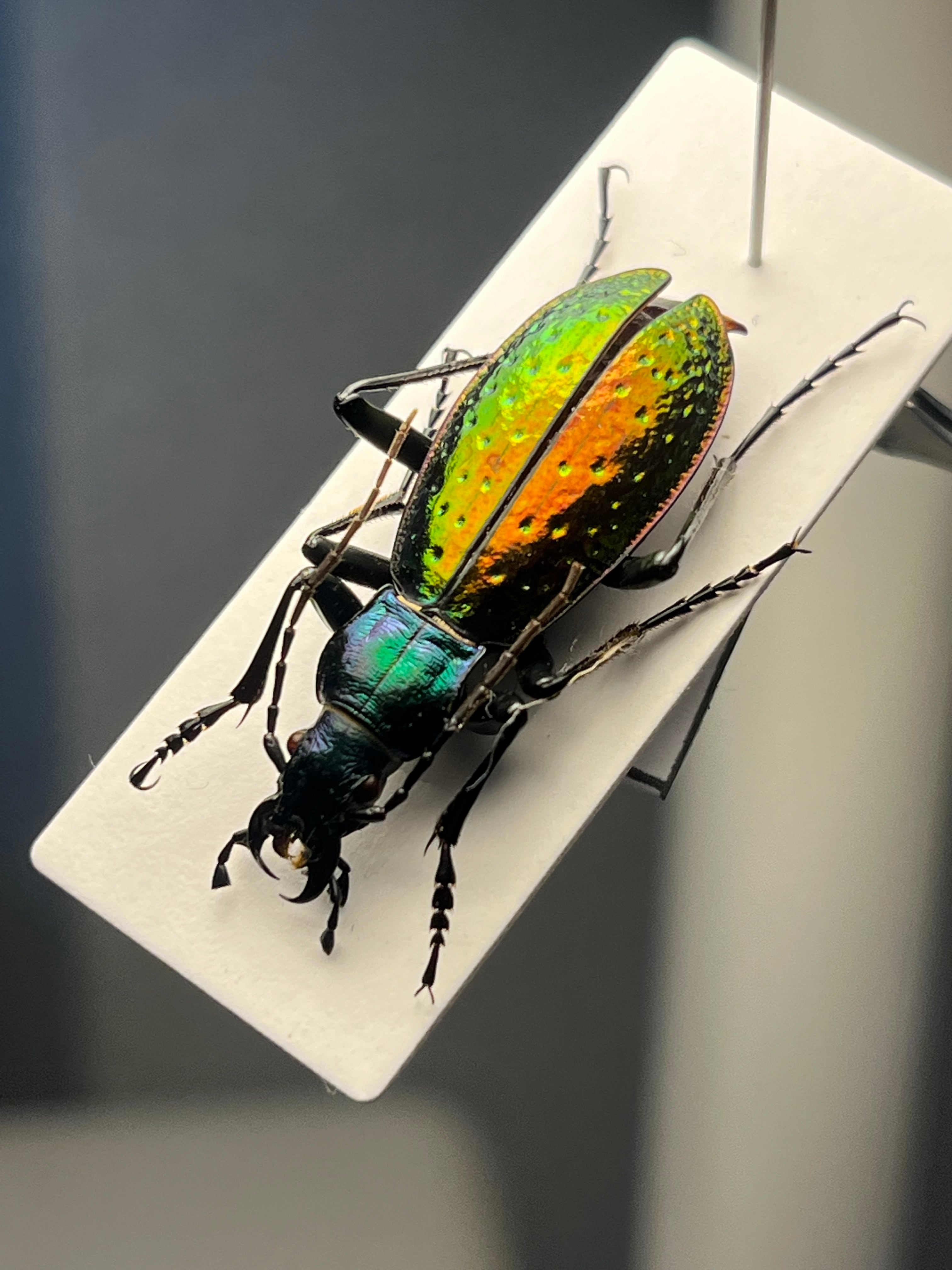 属内最大種】クビワオオツノハナムグリ カナブン ゴライアスオオツノ