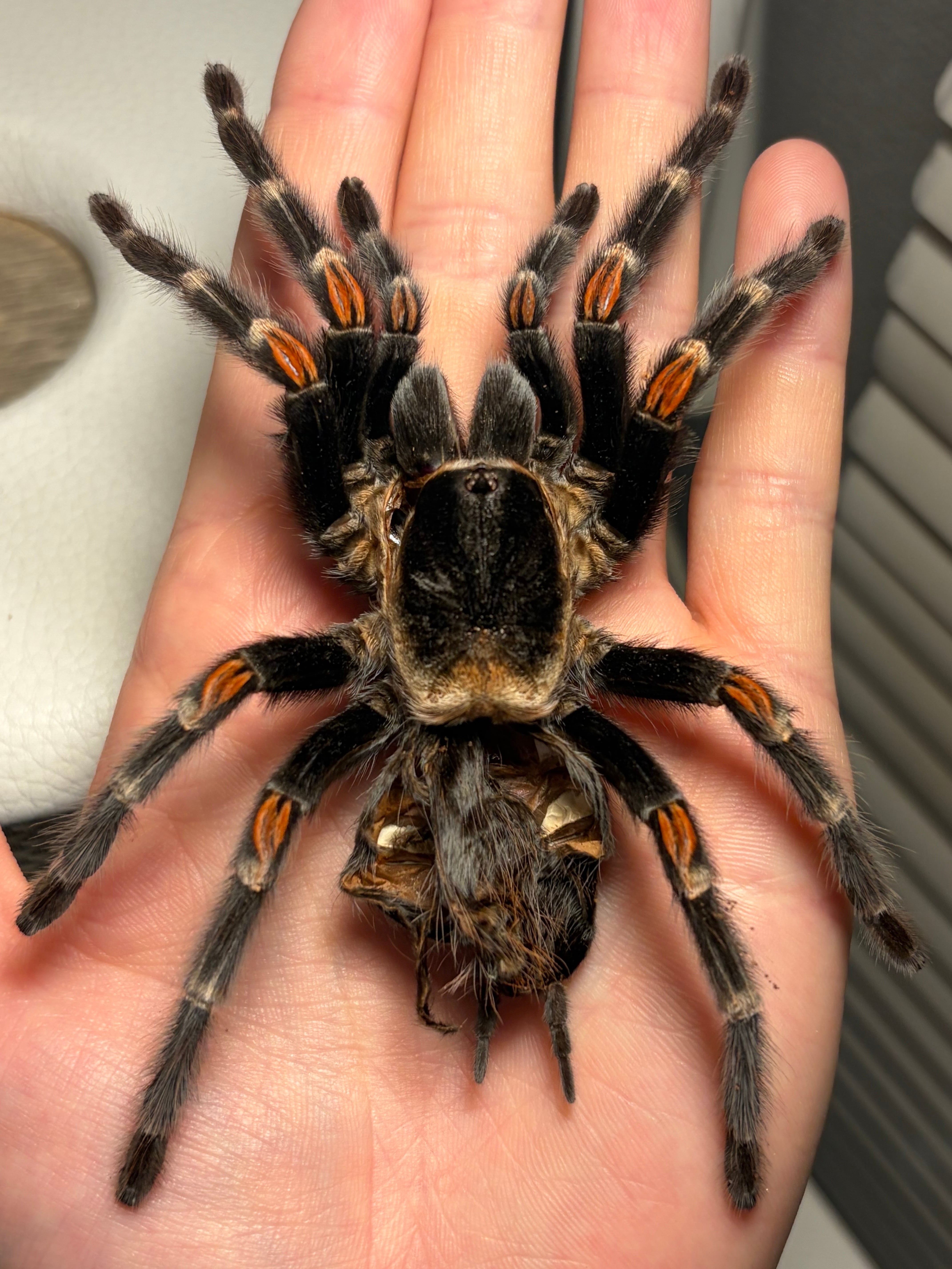 10mm】起毛感のある体が分厚い南アフリカのアシナガコガネ 標本