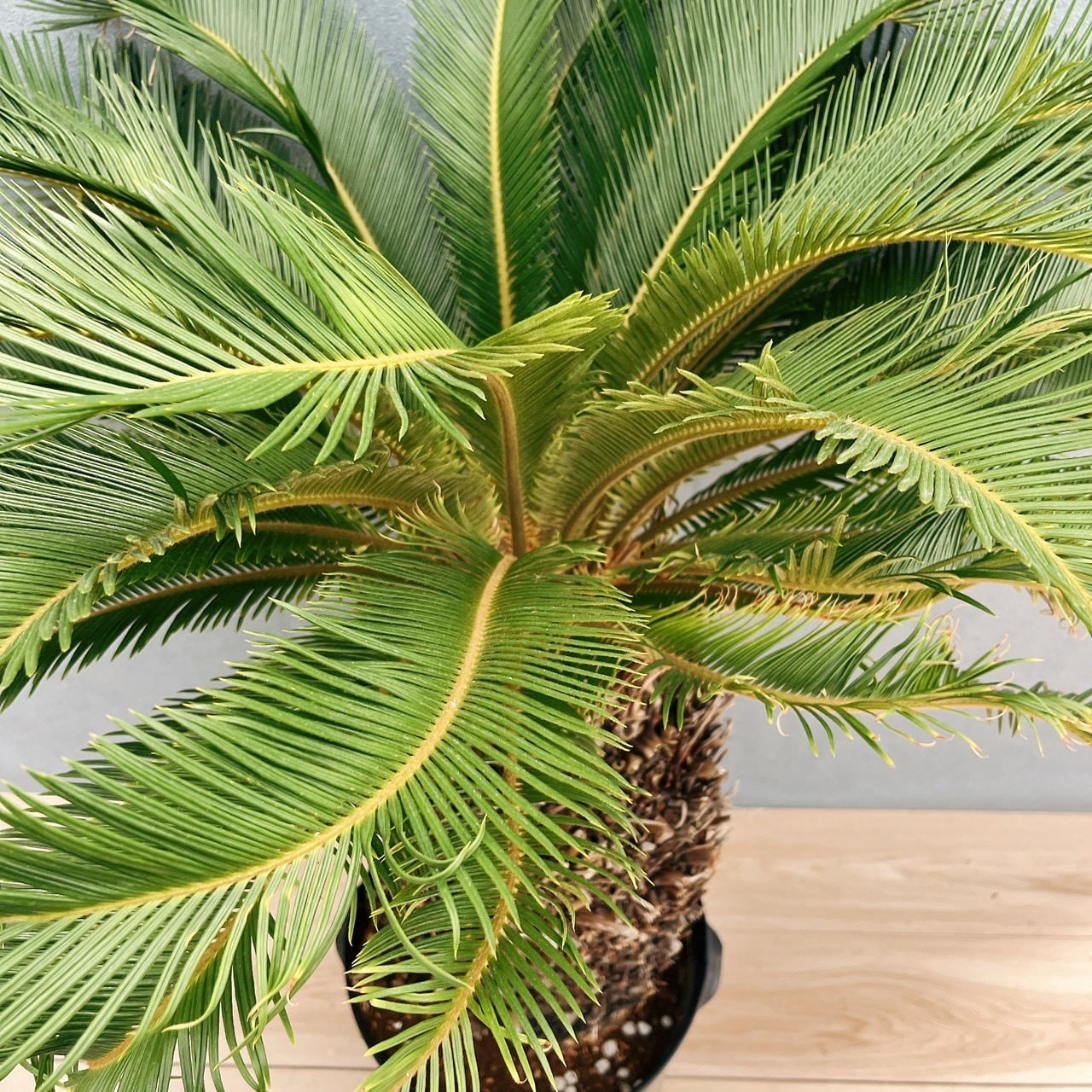現品］存在感抜群！ 63番 ソテツ 10号 観葉植物 大型 屋外 綺麗 幹太