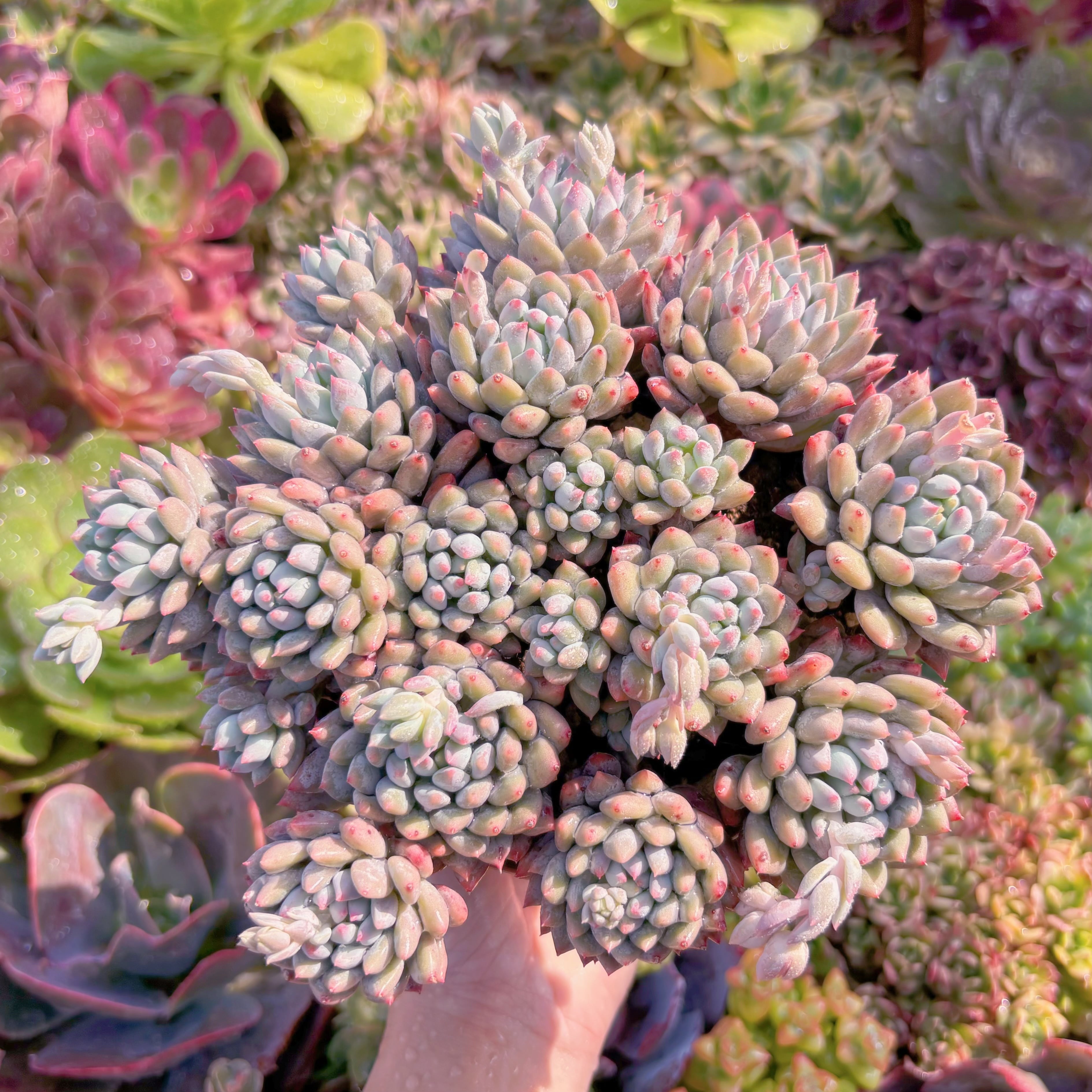 現品　氷心美人#M070　特大群生　るる農園