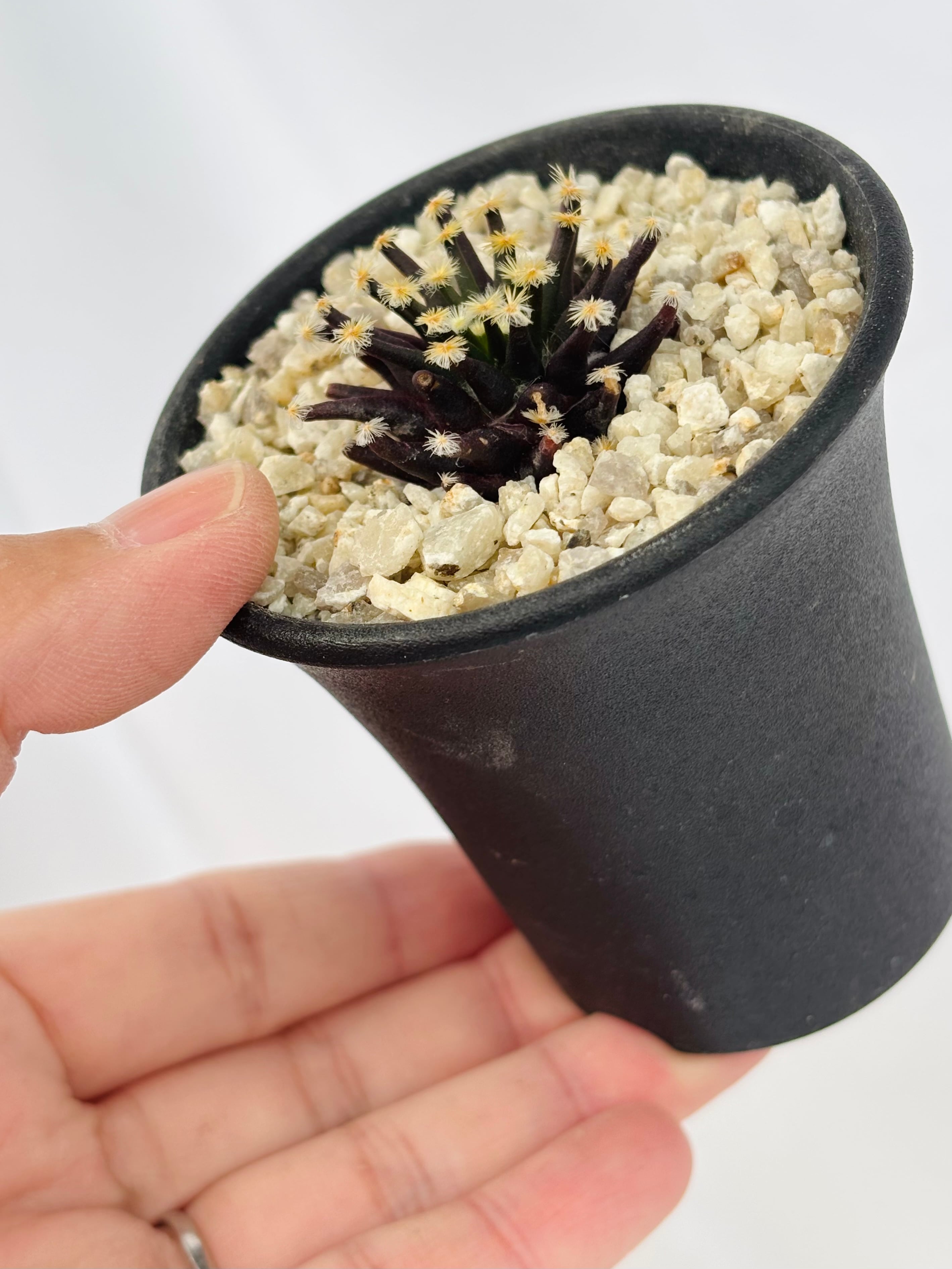 Mammillaria schiedeana マミラリア 黒肌明星 サボテン | plants MARU